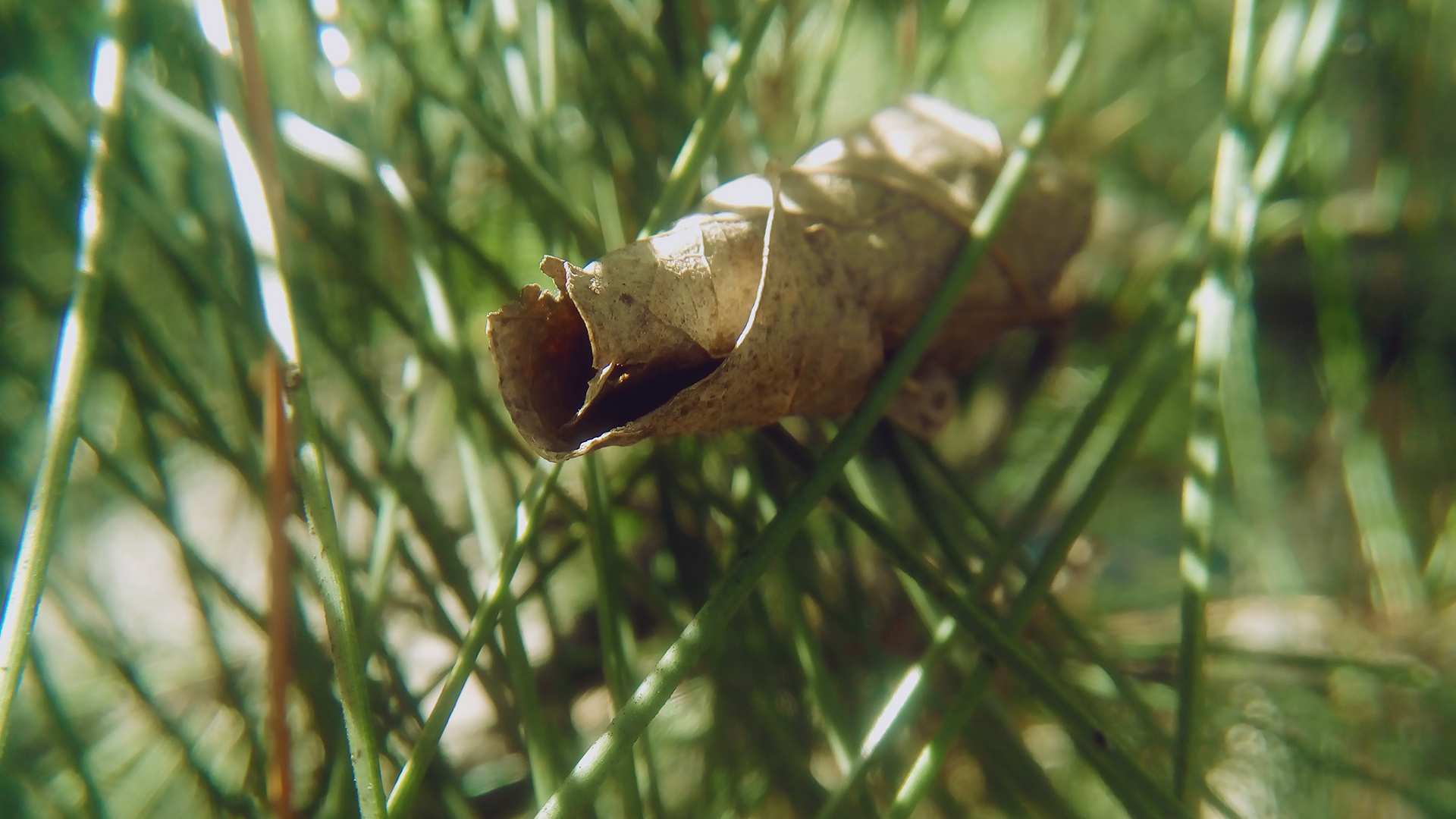 Download mobile wallpaper Nature, Grass, Close Up, Leaf, Earth for free.