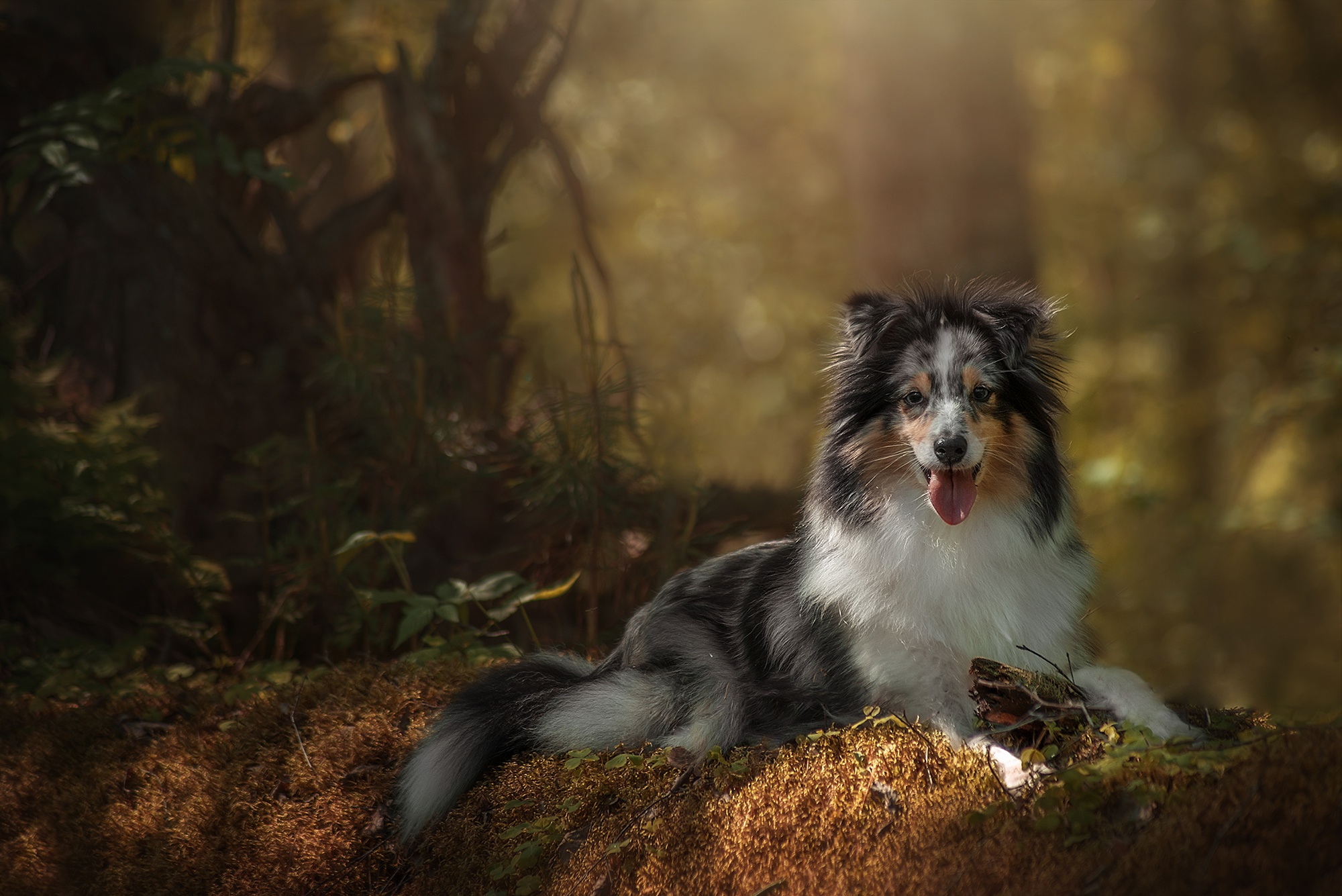 Laden Sie das Tiere, Hunde, Hund, Australischer Hirte, Tiefenschärfe-Bild kostenlos auf Ihren PC-Desktop herunter