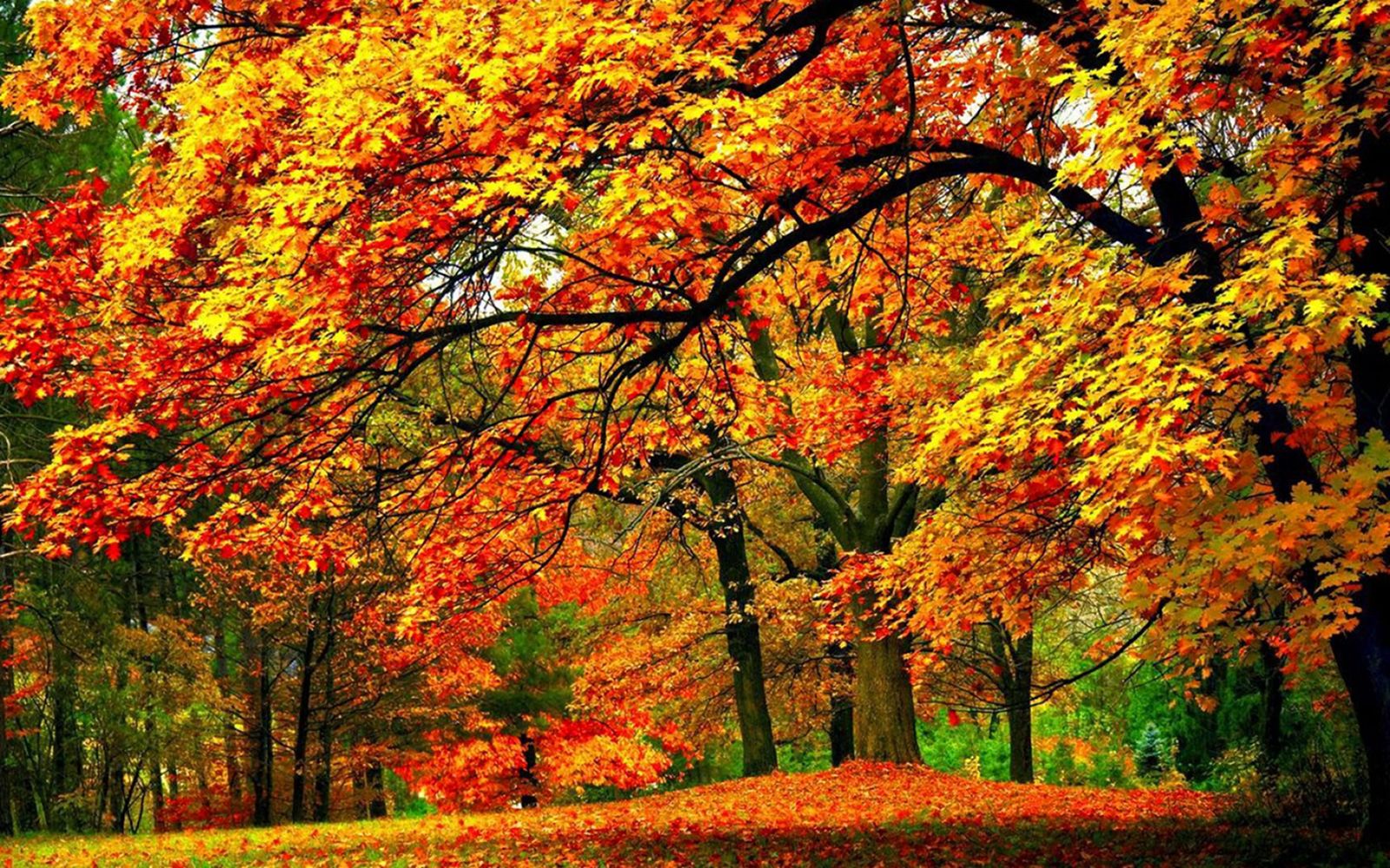 Download mobile wallpaper Park, Tree, Fall, Colorful, Photography for free.