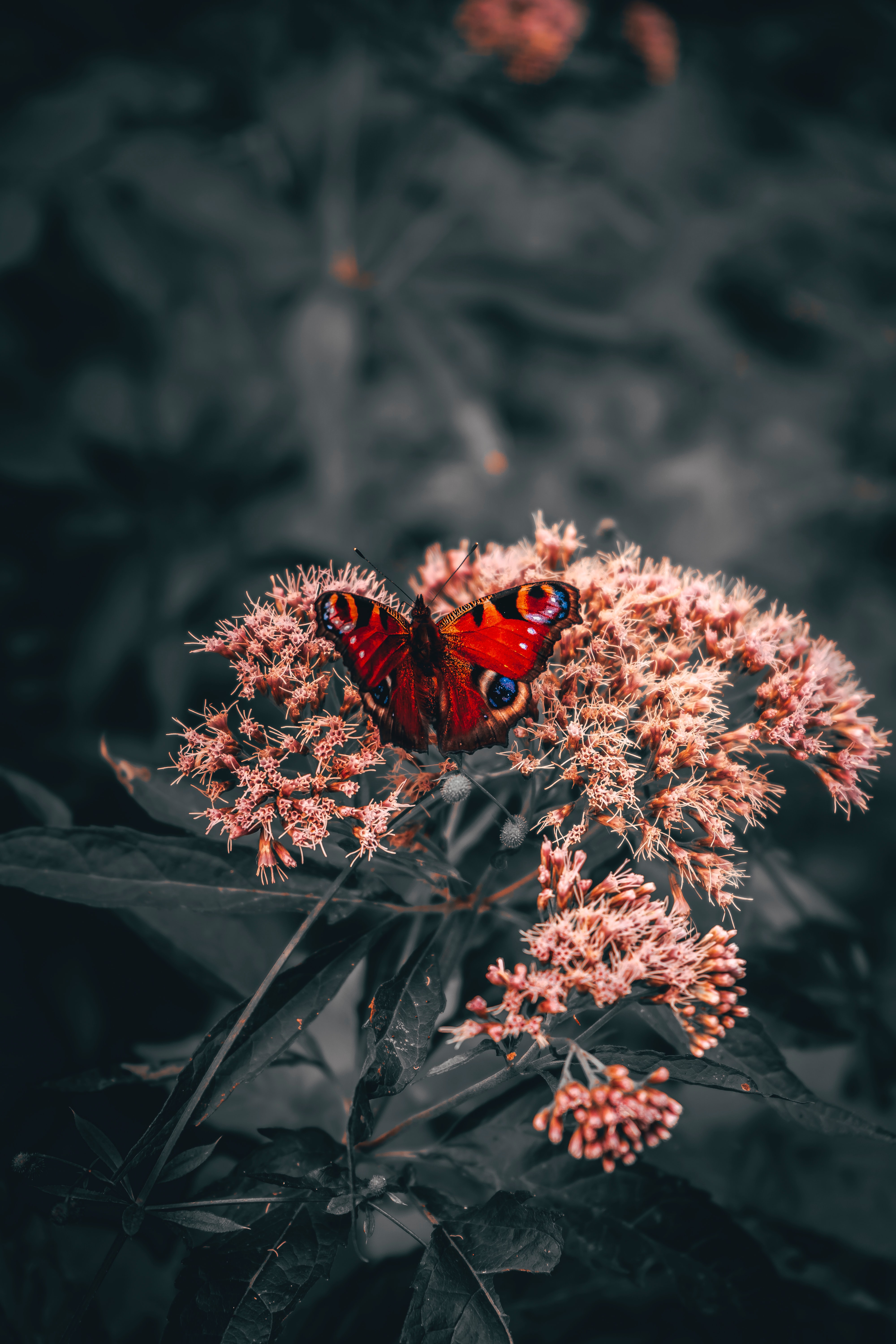 butterfly, bright, flowers, animals, pattern, wings cell phone wallpapers