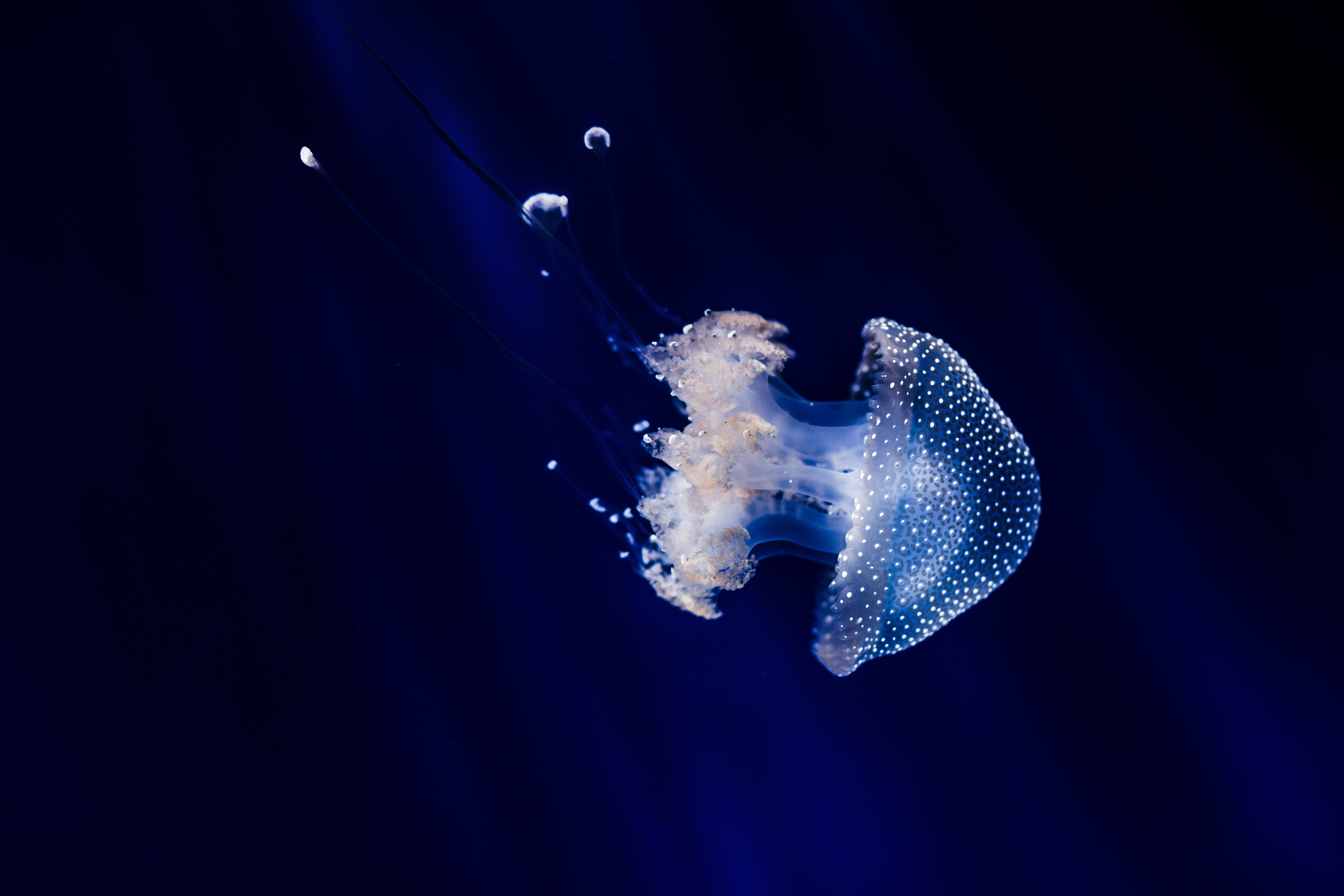 123297 descargar fondo de pantalla animales, medusa, natación, mundo submarino, tentáculos, los tentáculos: protectores de pantalla e imágenes gratis