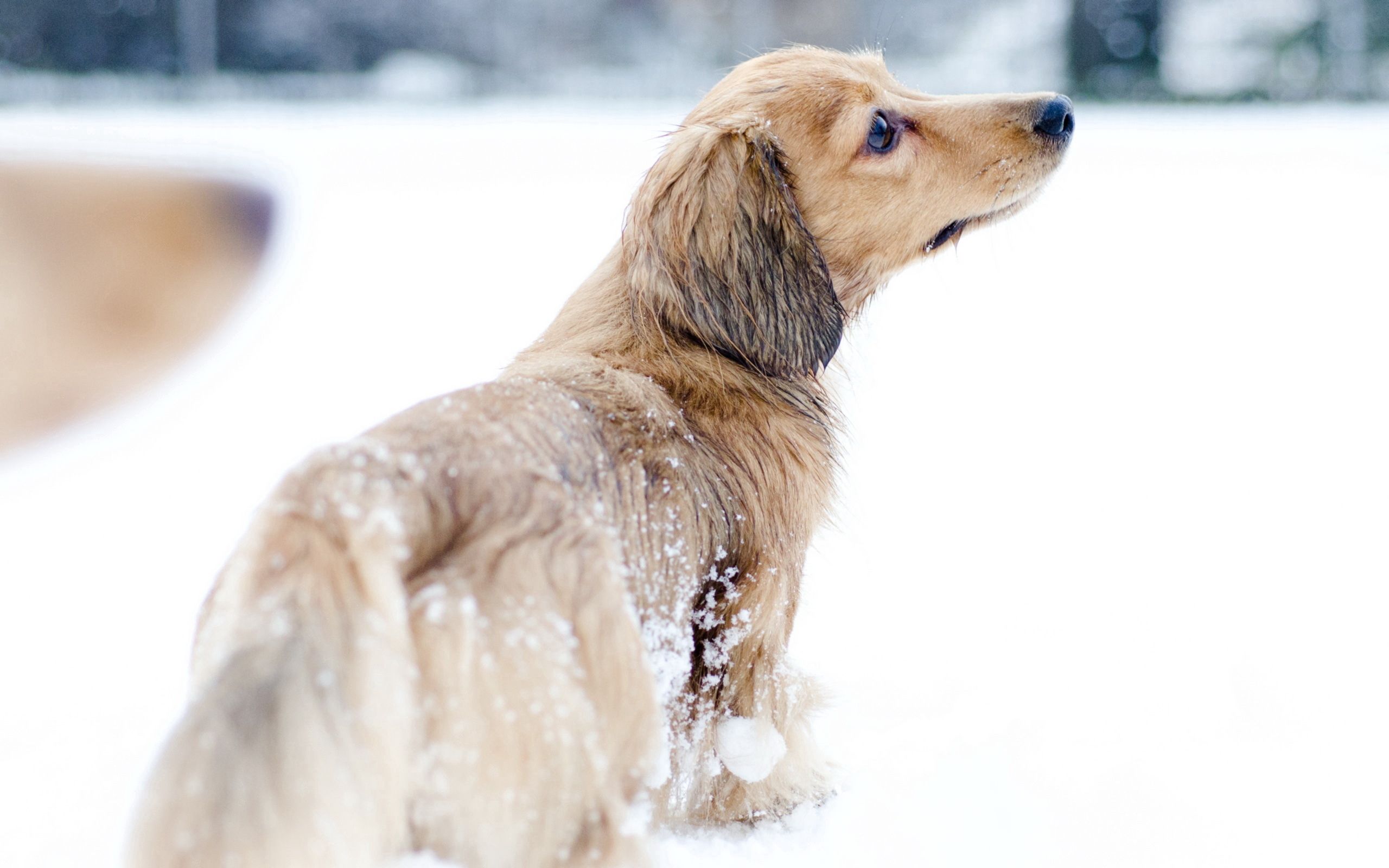 Download mobile wallpaper Snow, Dog, Playful, Stroll, Animals for free.