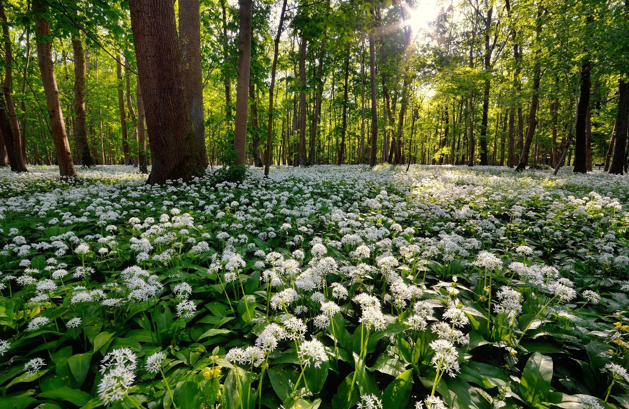 Download mobile wallpaper Flower, Forest, Tree, Earth, White Flower for free.