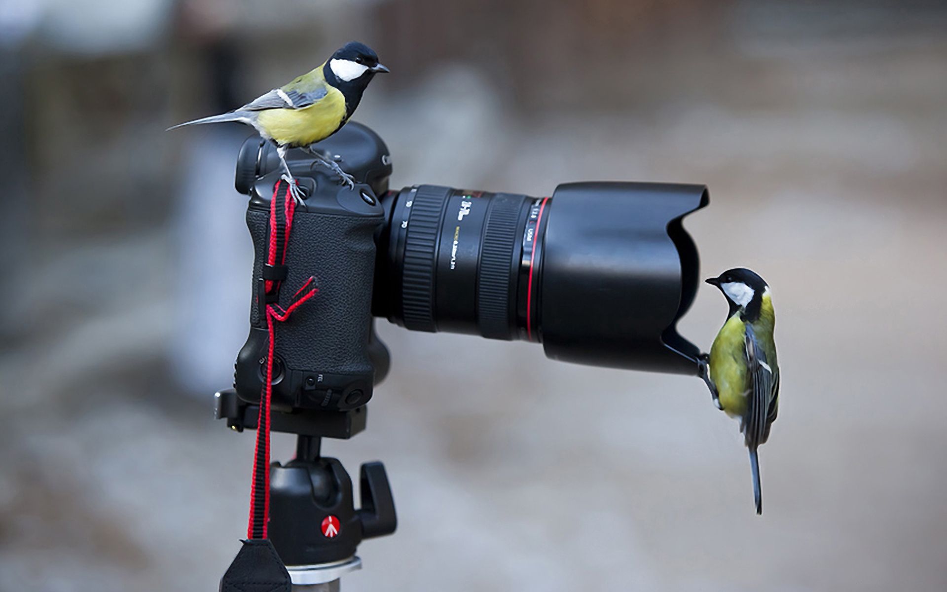 131520 télécharger l'image caméra, animaux, oiseaux, situation, mésange - fonds d'écran et économiseurs d'écran gratuits