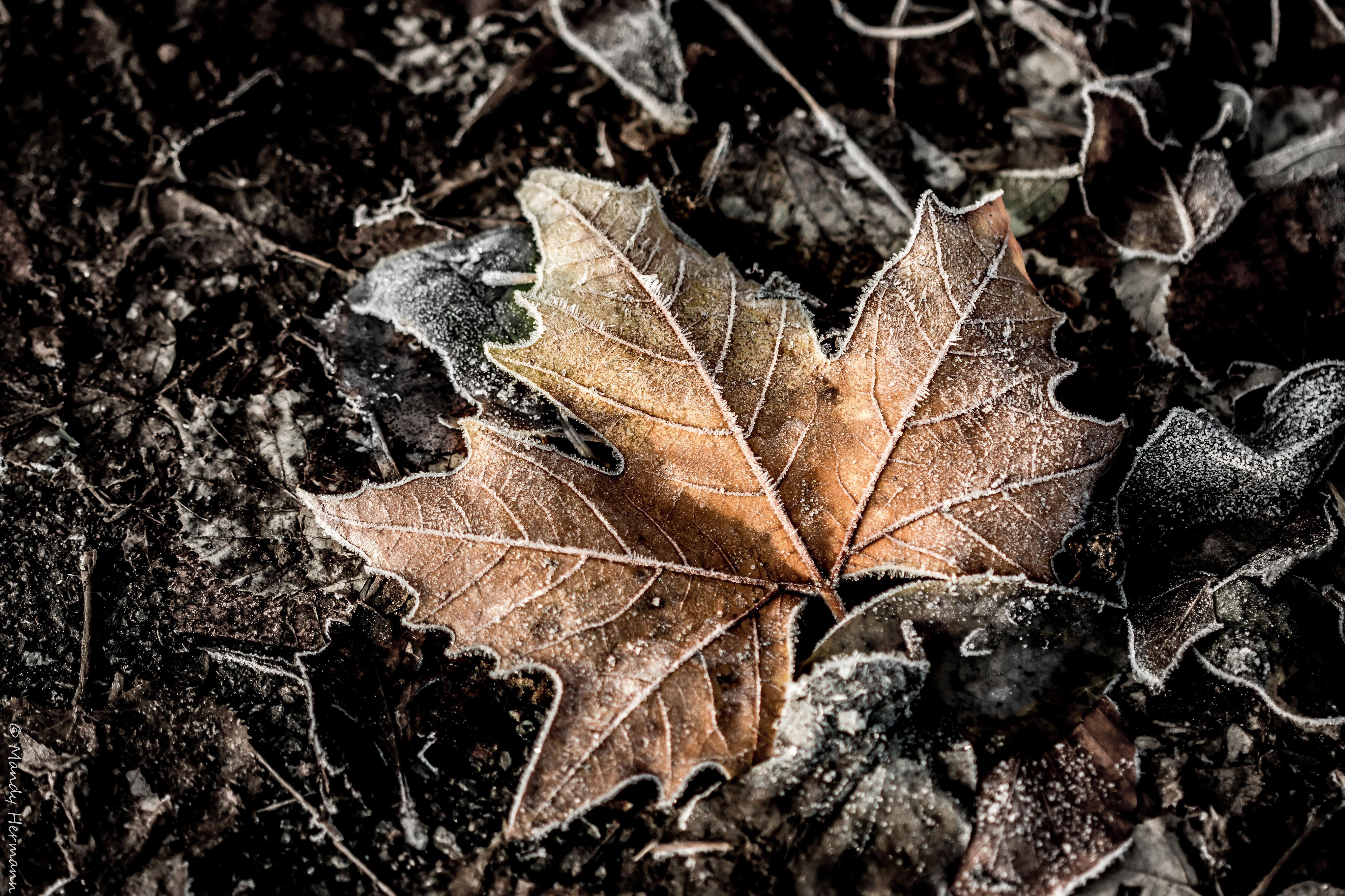 Download mobile wallpaper Winter, Leaf, Earth for free.