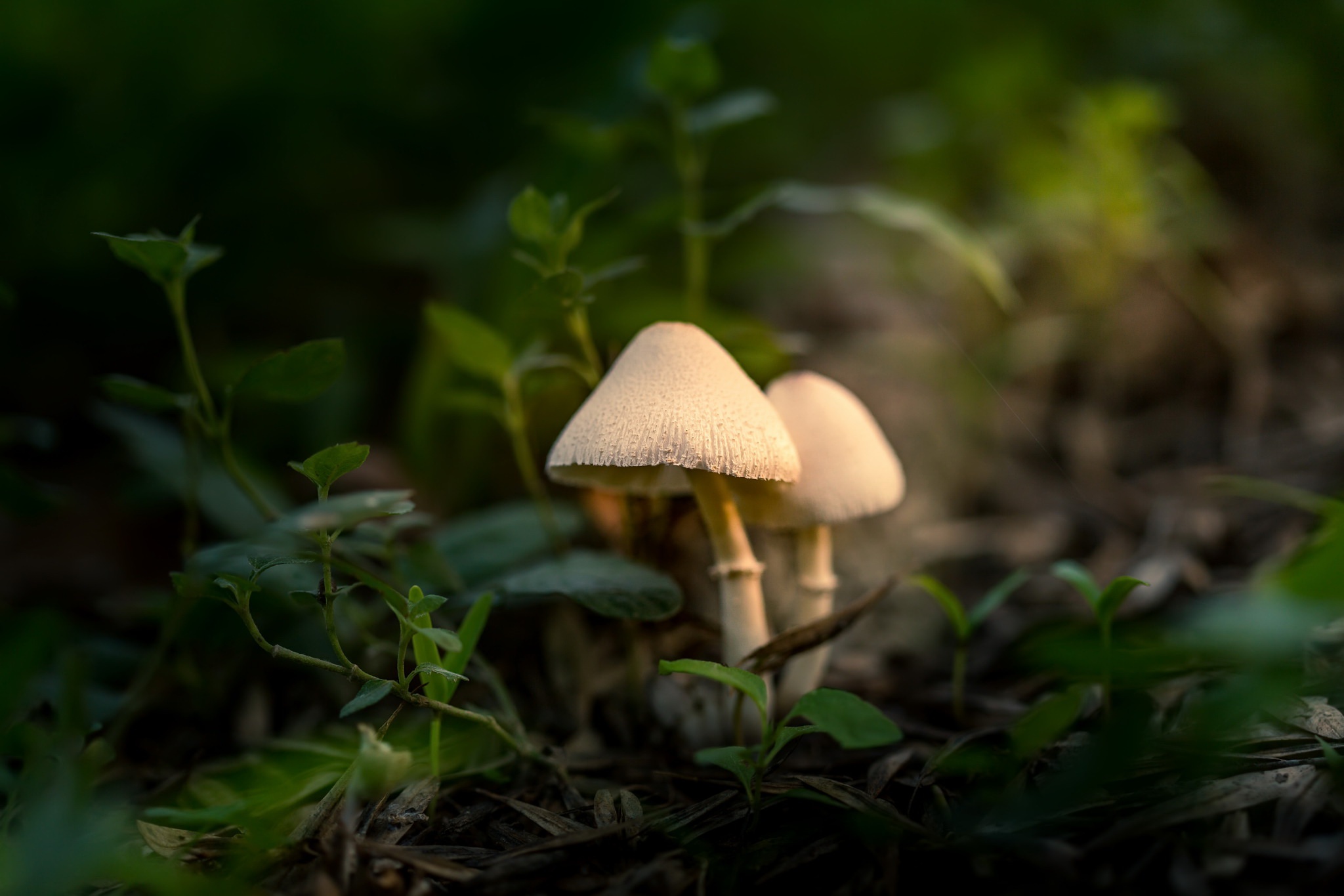 Téléchargez des papiers peints mobile Automne, Champignon, La Nature, Terre/nature gratuitement.