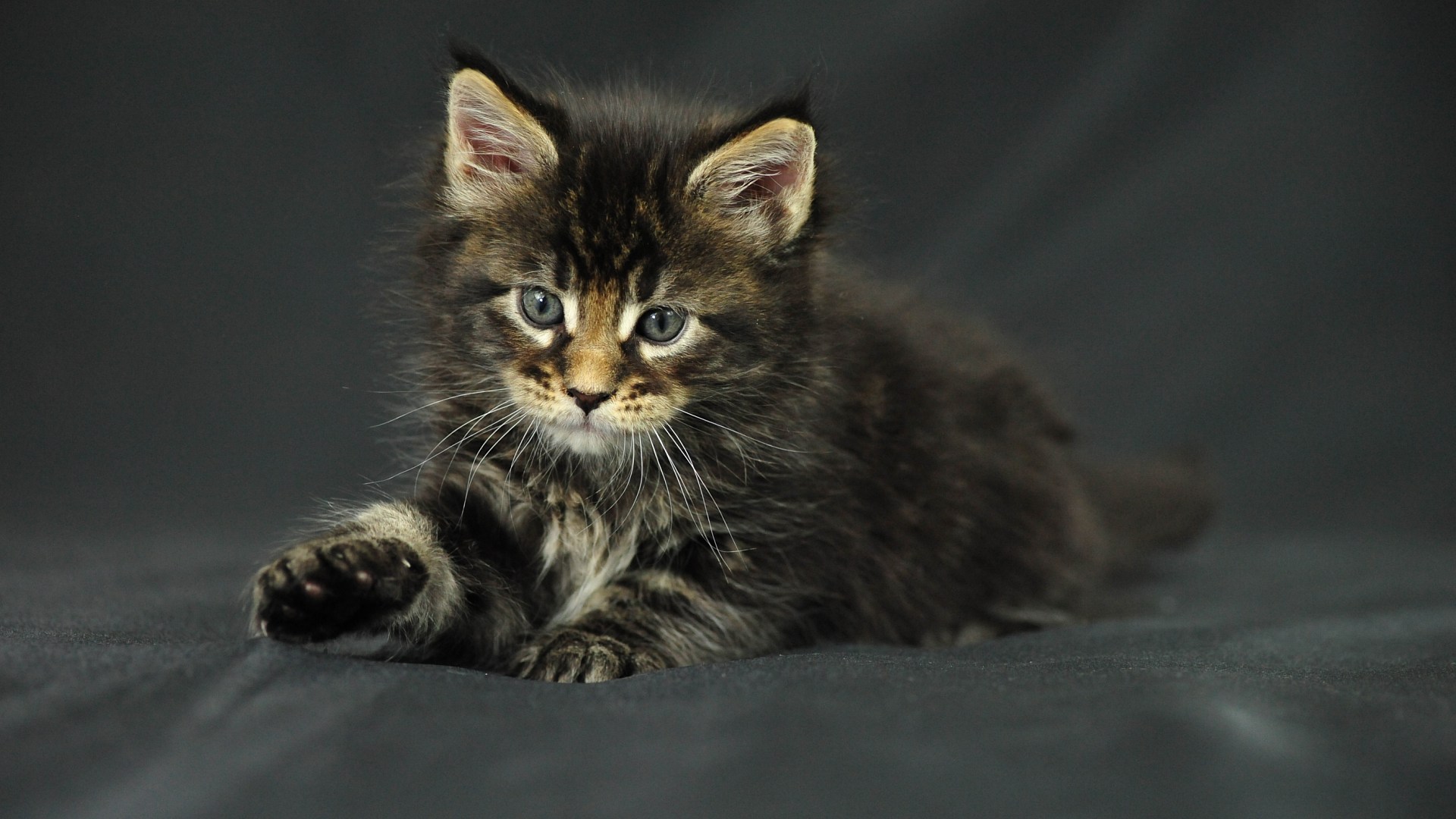 Baixe gratuitamente a imagem Gato, Gatos, Animais na área de trabalho do seu PC