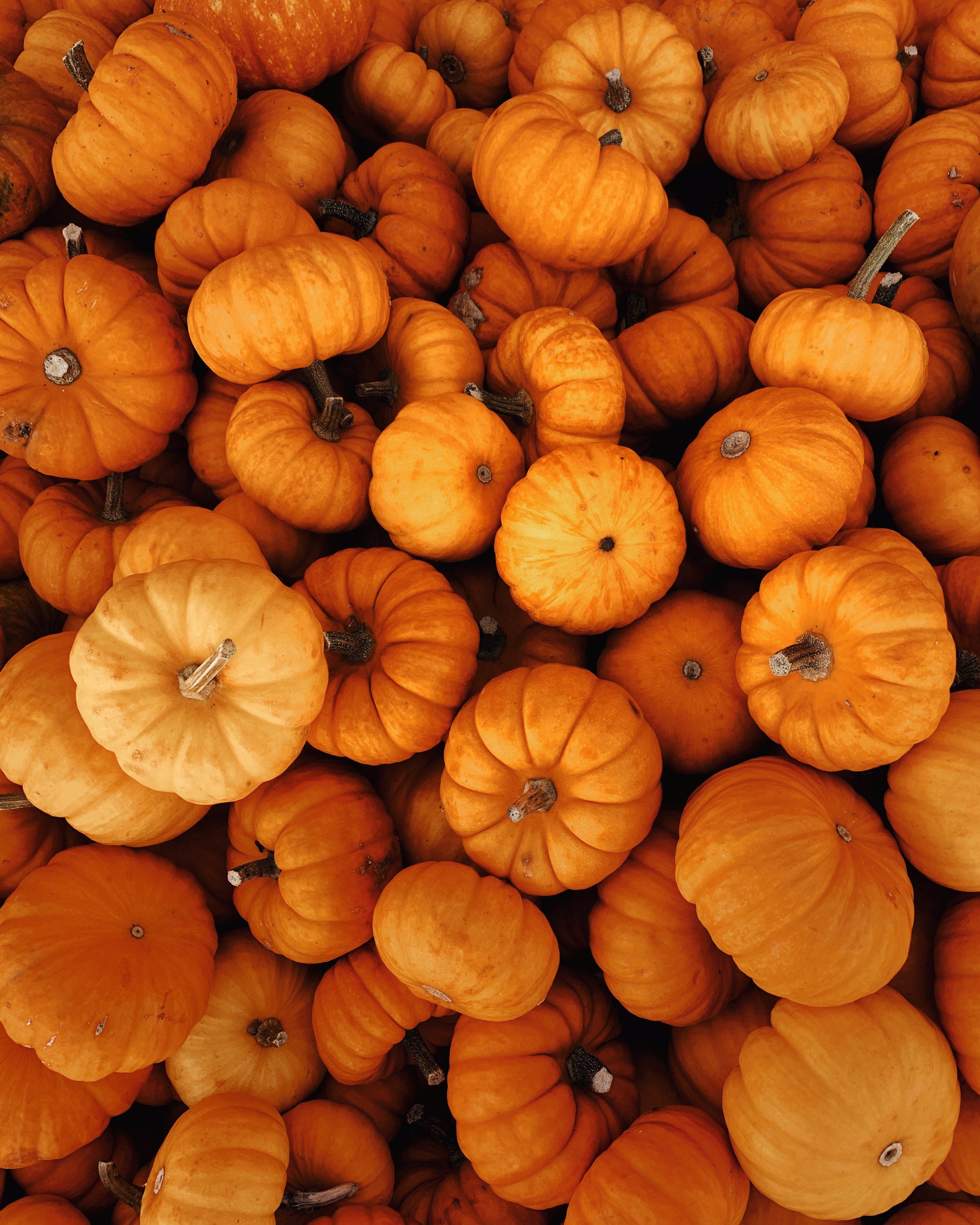 halloween, autumn, vegetables, pumpkin, miscellanea, miscellaneous, harvest