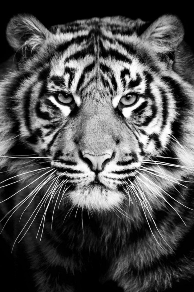 Скачати мобільні шпалери Тигр, Тварина, Коти, Чорний Білий безкоштовно.