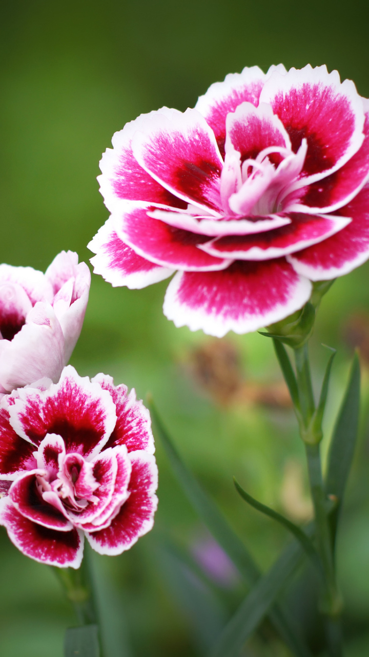 Download mobile wallpaper Flowers, Flower, Earth, Carnation, Pink Flower for free.