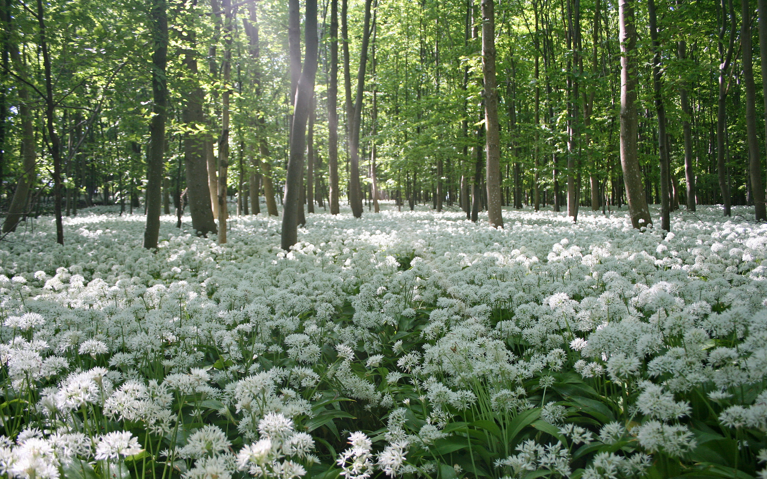 578070 Bildschirmschoner und Hintergrundbilder Wald auf Ihrem Telefon. Laden Sie  Bilder kostenlos herunter