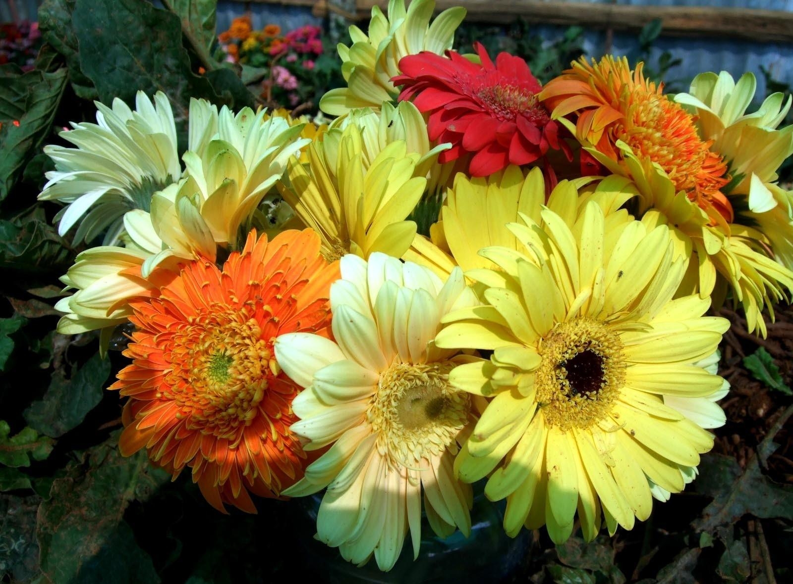 Free download wallpaper Flowers, Gerberas, Close Up, Bouquet, Bright on your PC desktop