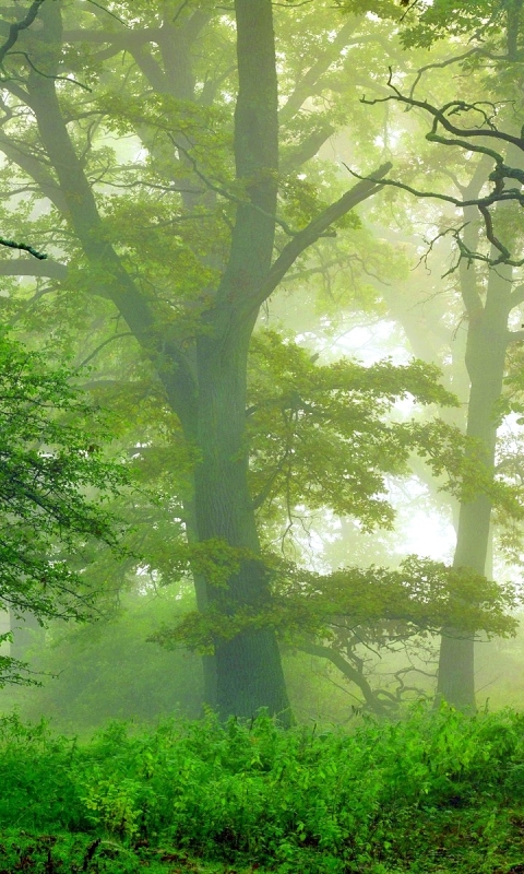 Baixar papel de parede para celular de Floresta, Árvore, Névoa, Terra, Terra/natureza, Neblina gratuito.