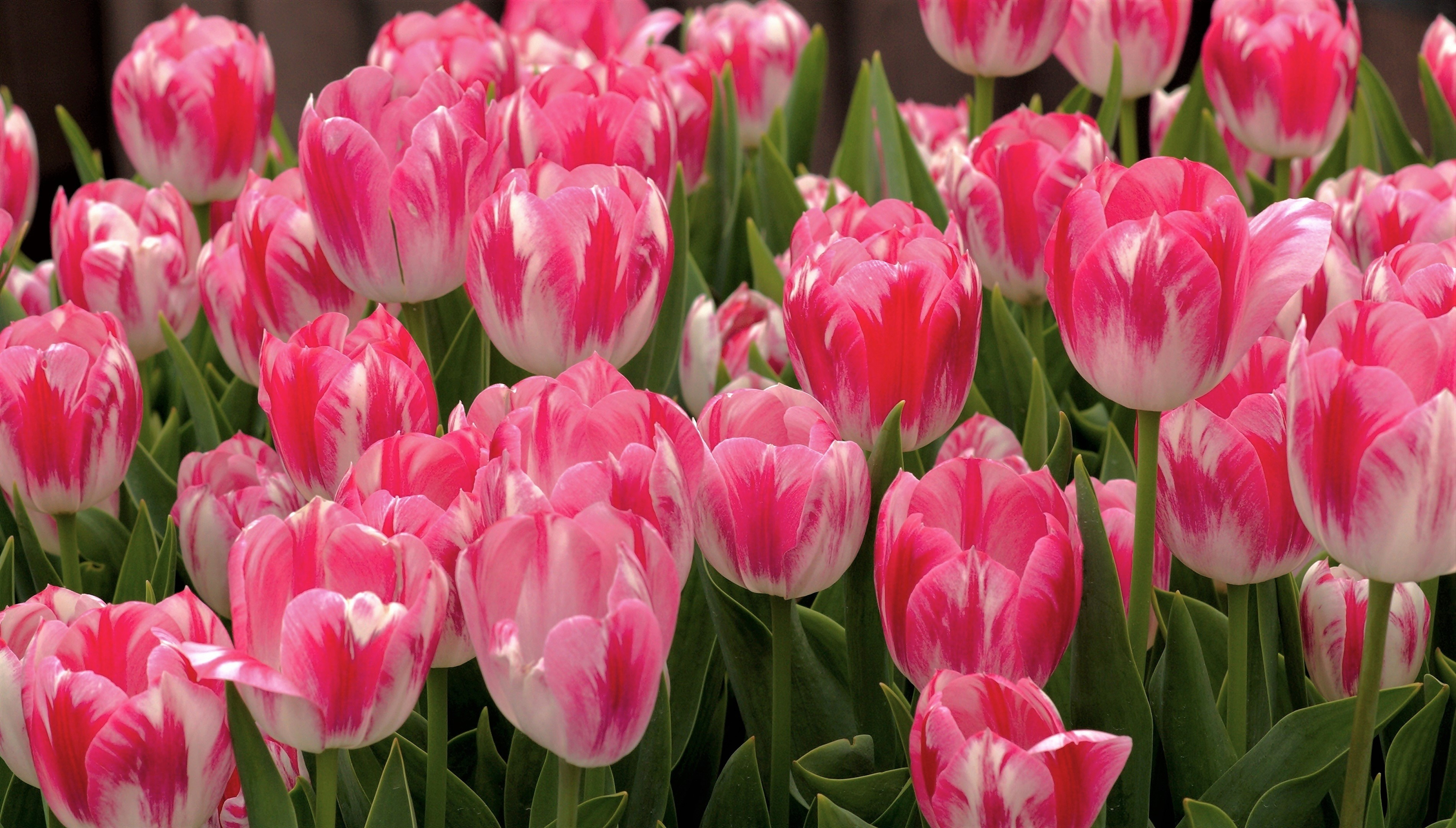 Download mobile wallpaper Flowers, Flower, Leaf, Earth, Field, Tulip, Pink Flower for free.
