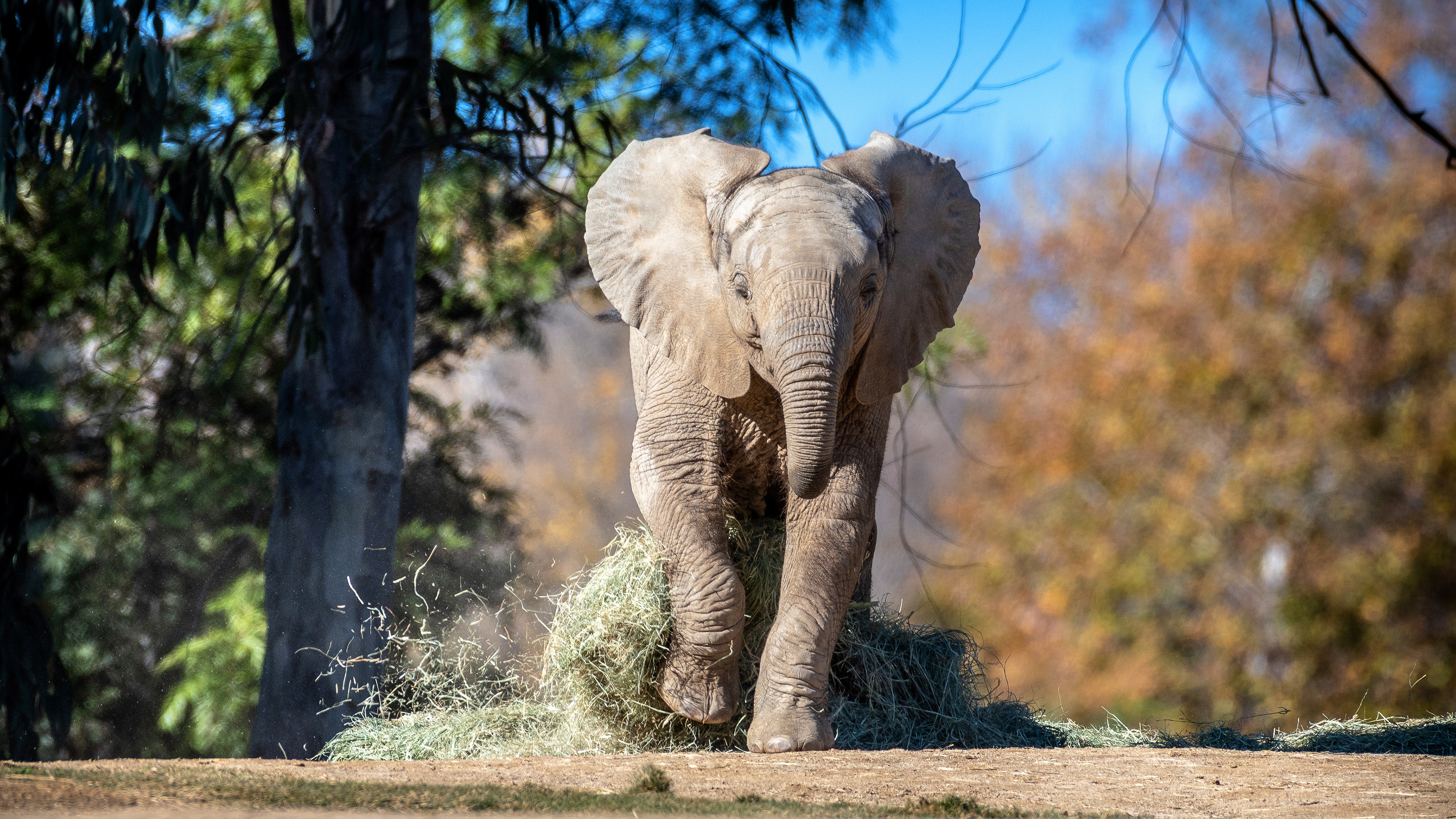 Descarga gratuita de fondo de pantalla para móvil de Elefante Africano De Sabana, Elefantes, Bebe Animal, Animales.