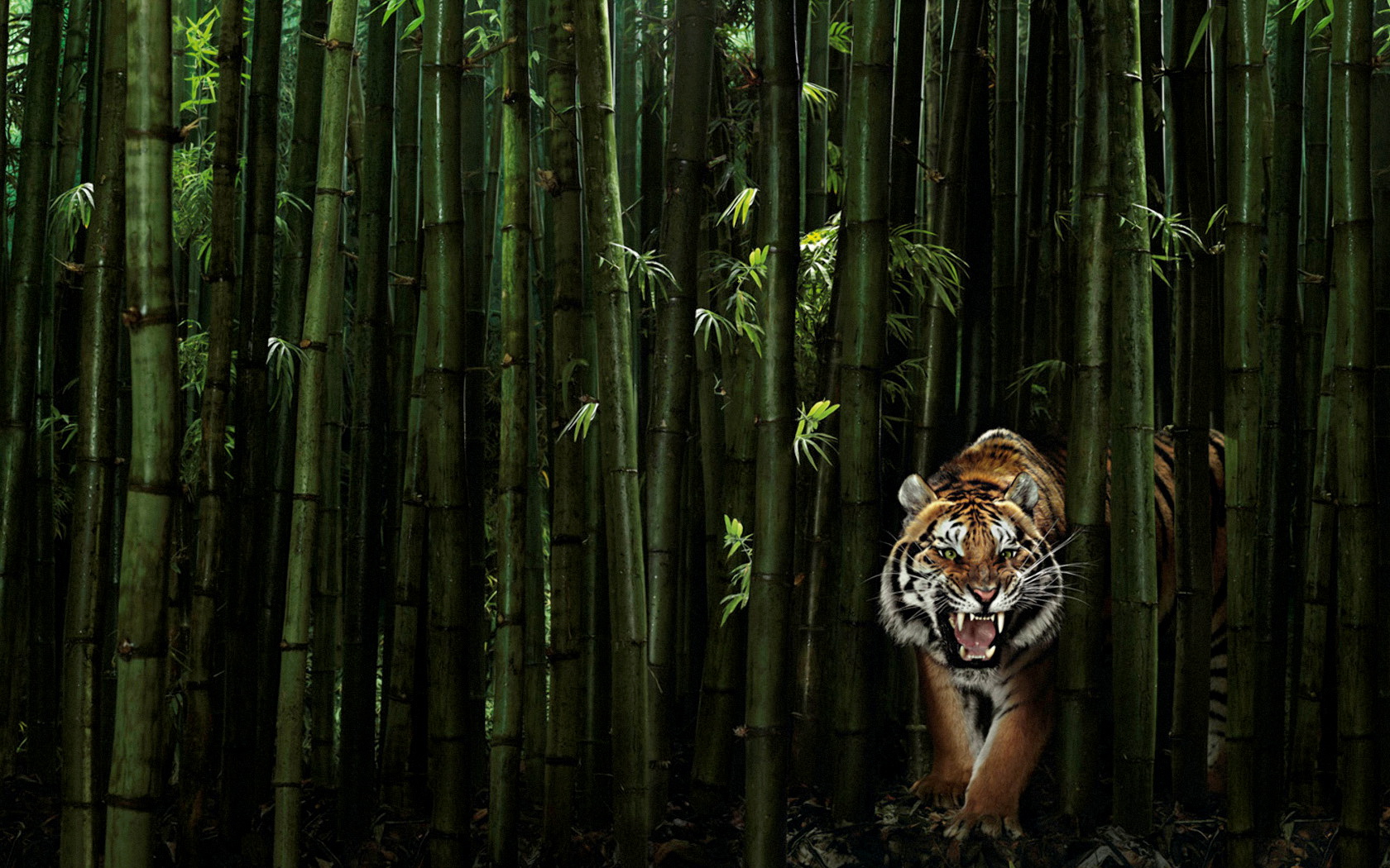 161210 Bild herunterladen katzen, tiere, tiger - Hintergrundbilder und Bildschirmschoner kostenlos