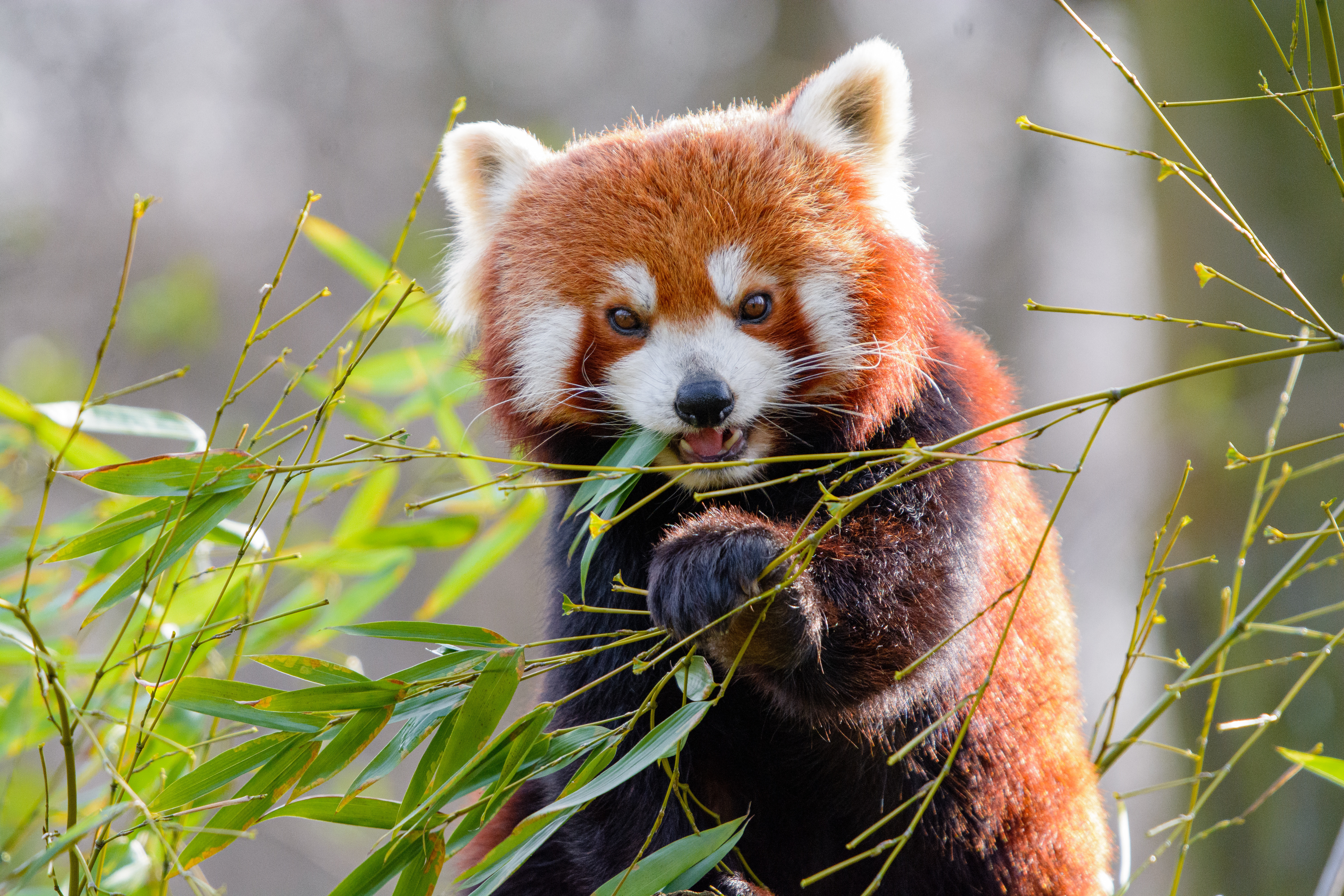 Descarga gratuita de fondo de pantalla para móvil de Animales, Bambú, Animal, Panda Rojo.