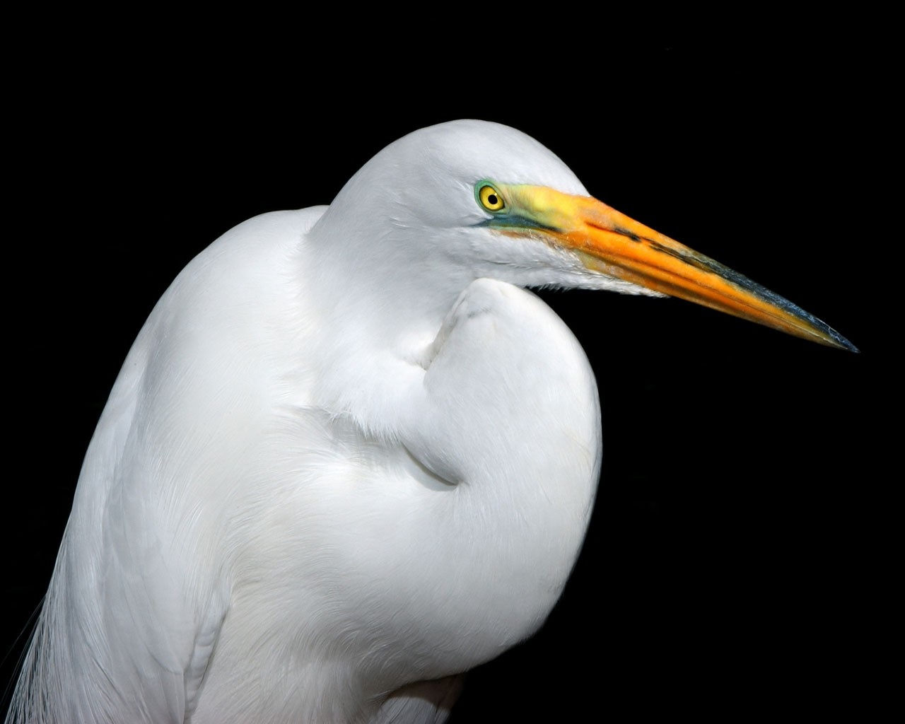 animal, egret