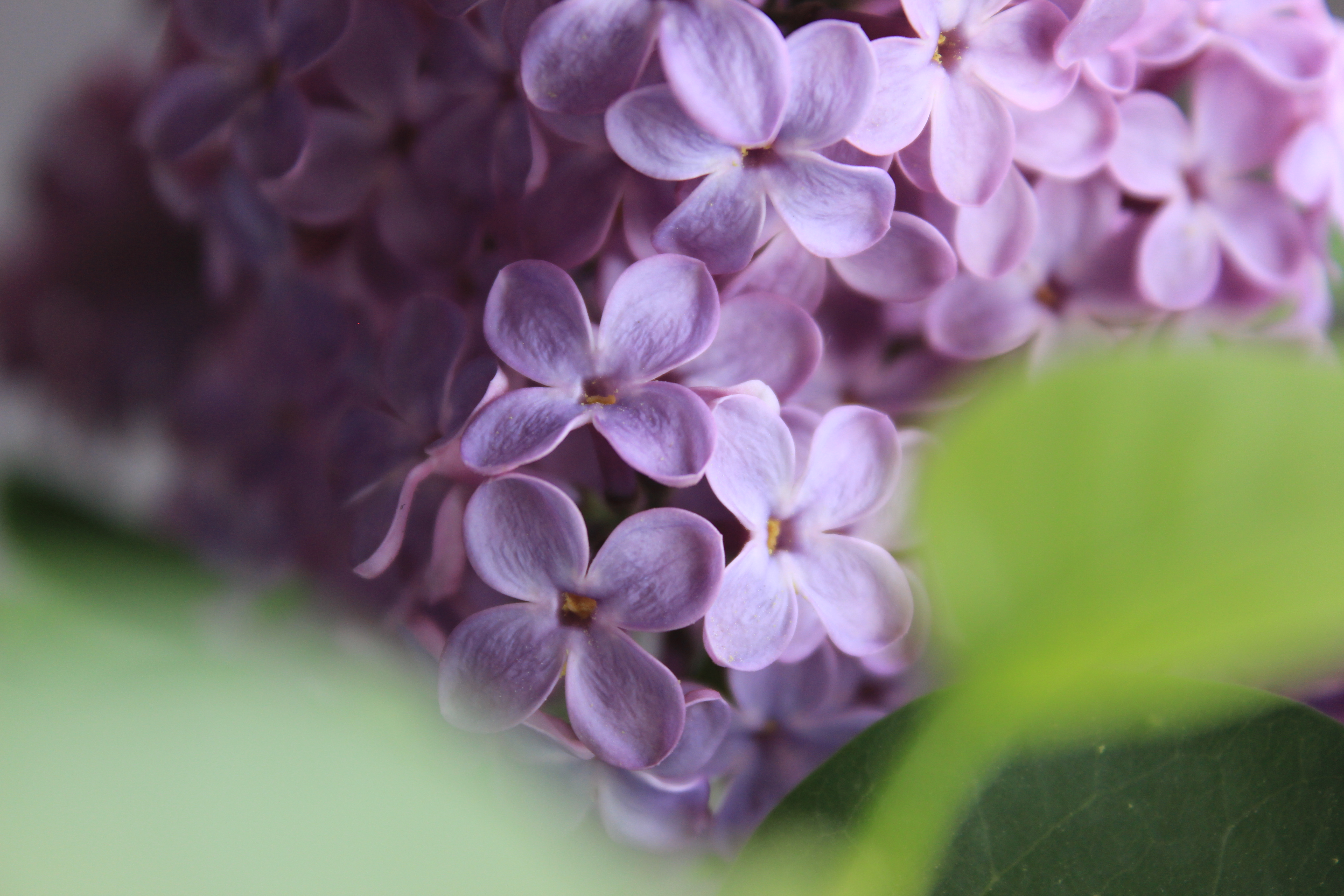 lilac, flowers, macro
