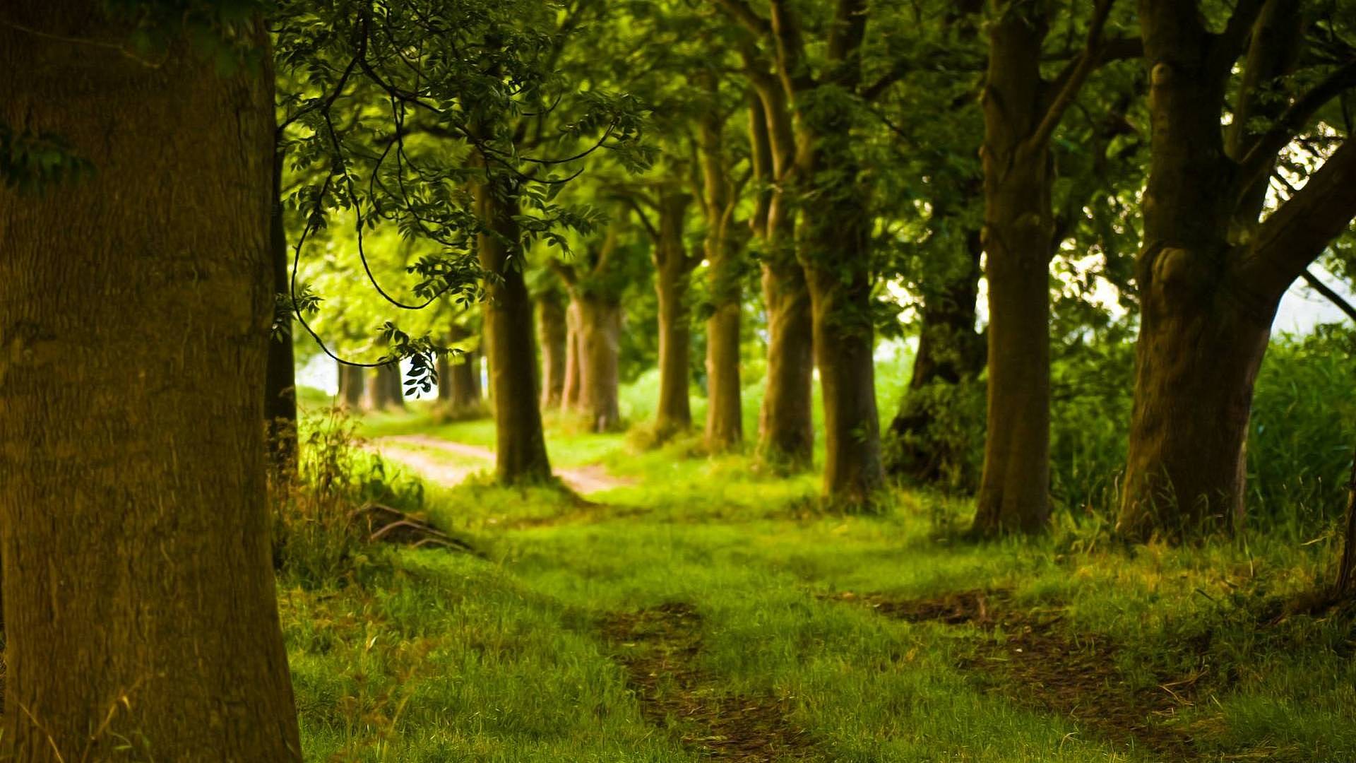 Baixar papel de parede para celular de Caminho, Terra/natureza gratuito.