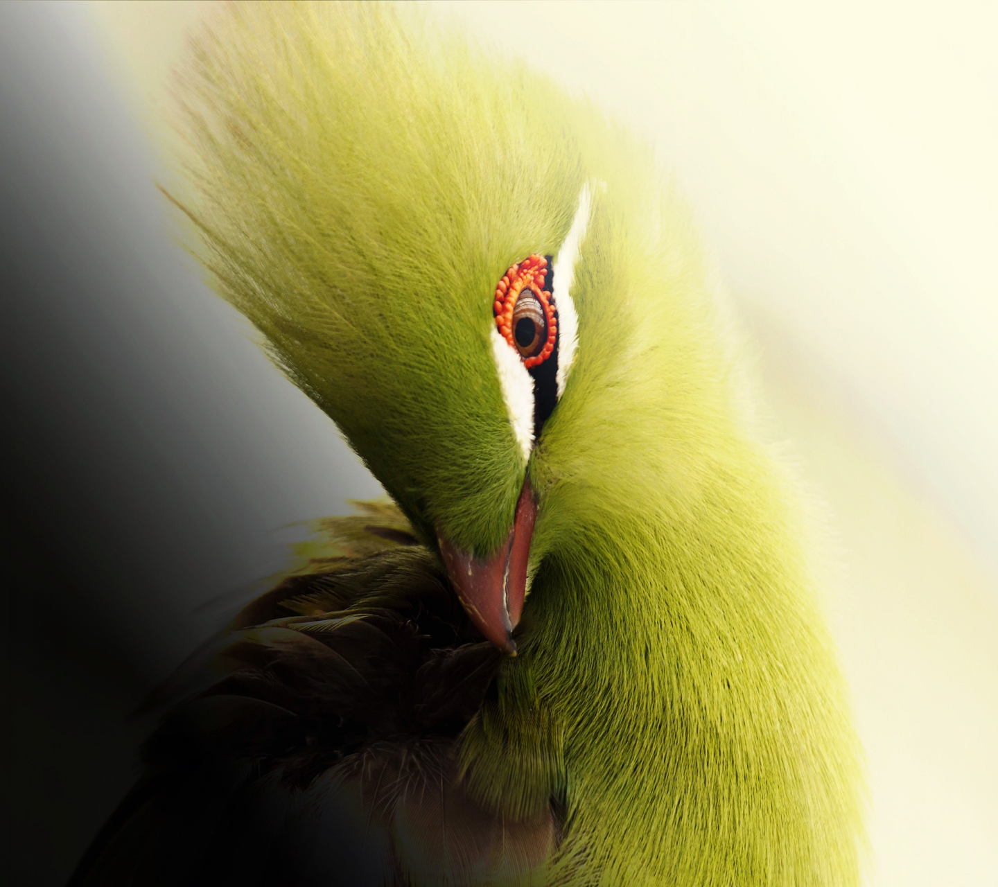 Download mobile wallpaper Birds, Animal, Turaco for free.