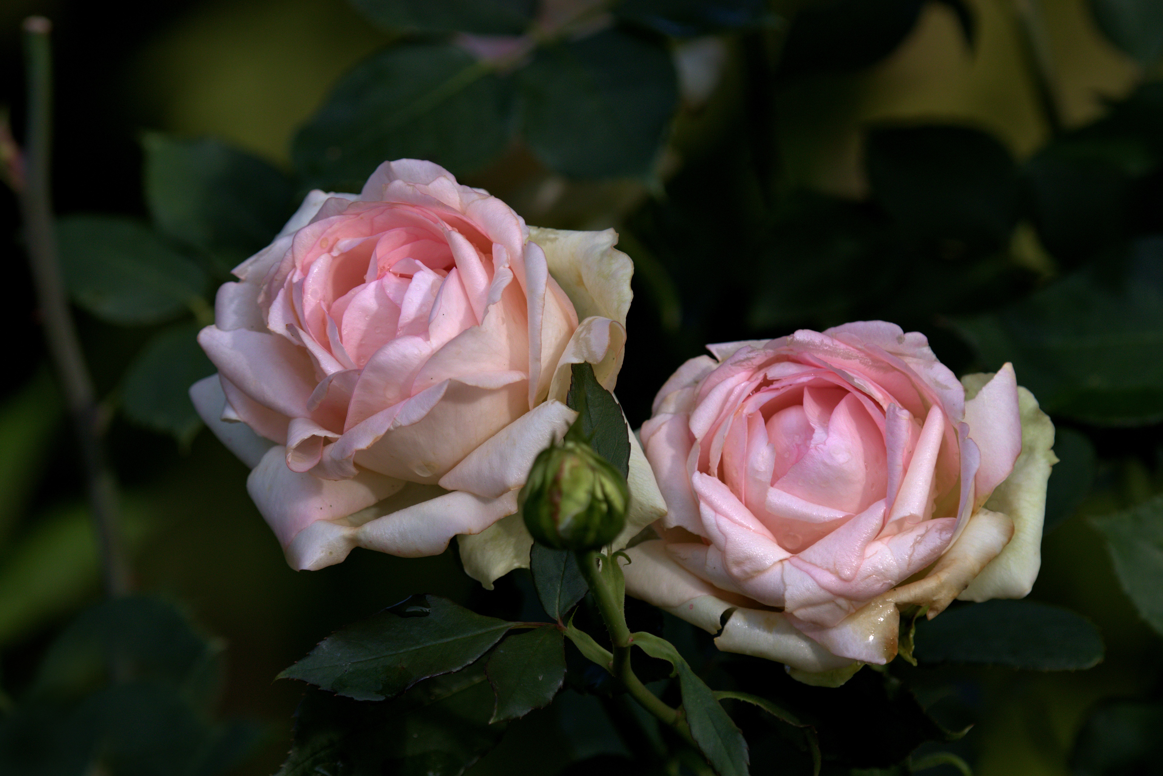 Завантажити шпалери безкоштовно Роза, Земля, Рожева Квітка, Рожева Троянда картинка на робочий стіл ПК
