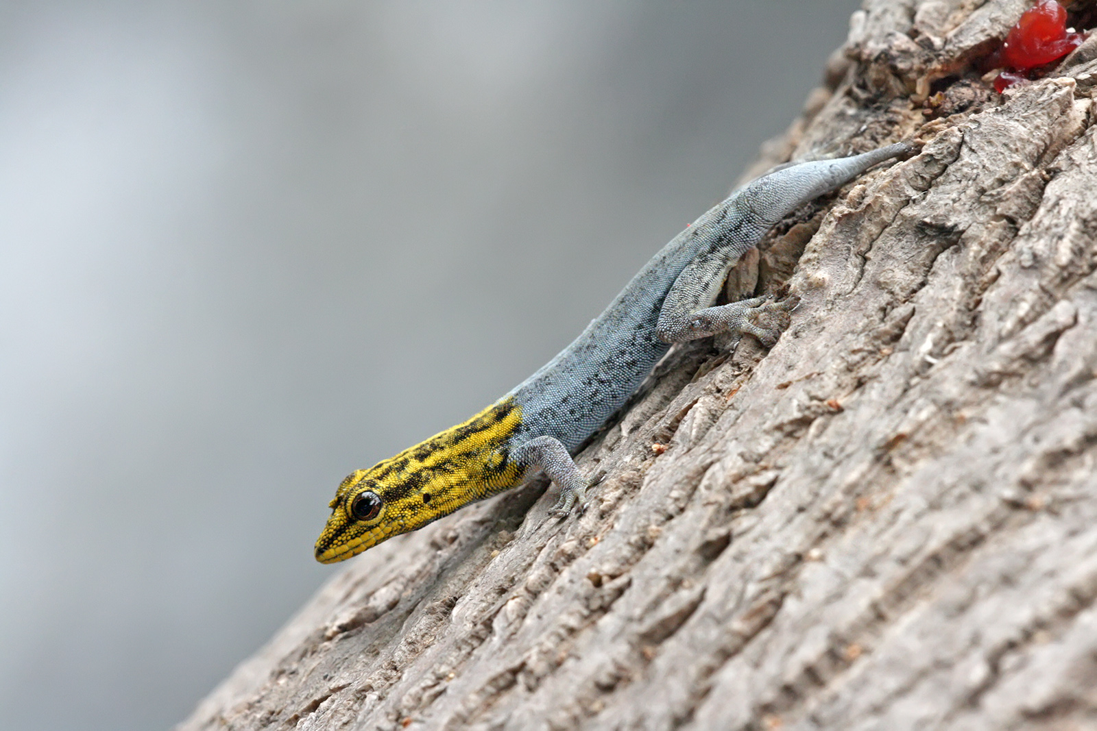 Laden Sie das Tiere, Reptilien, Gecko-Bild kostenlos auf Ihren PC-Desktop herunter
