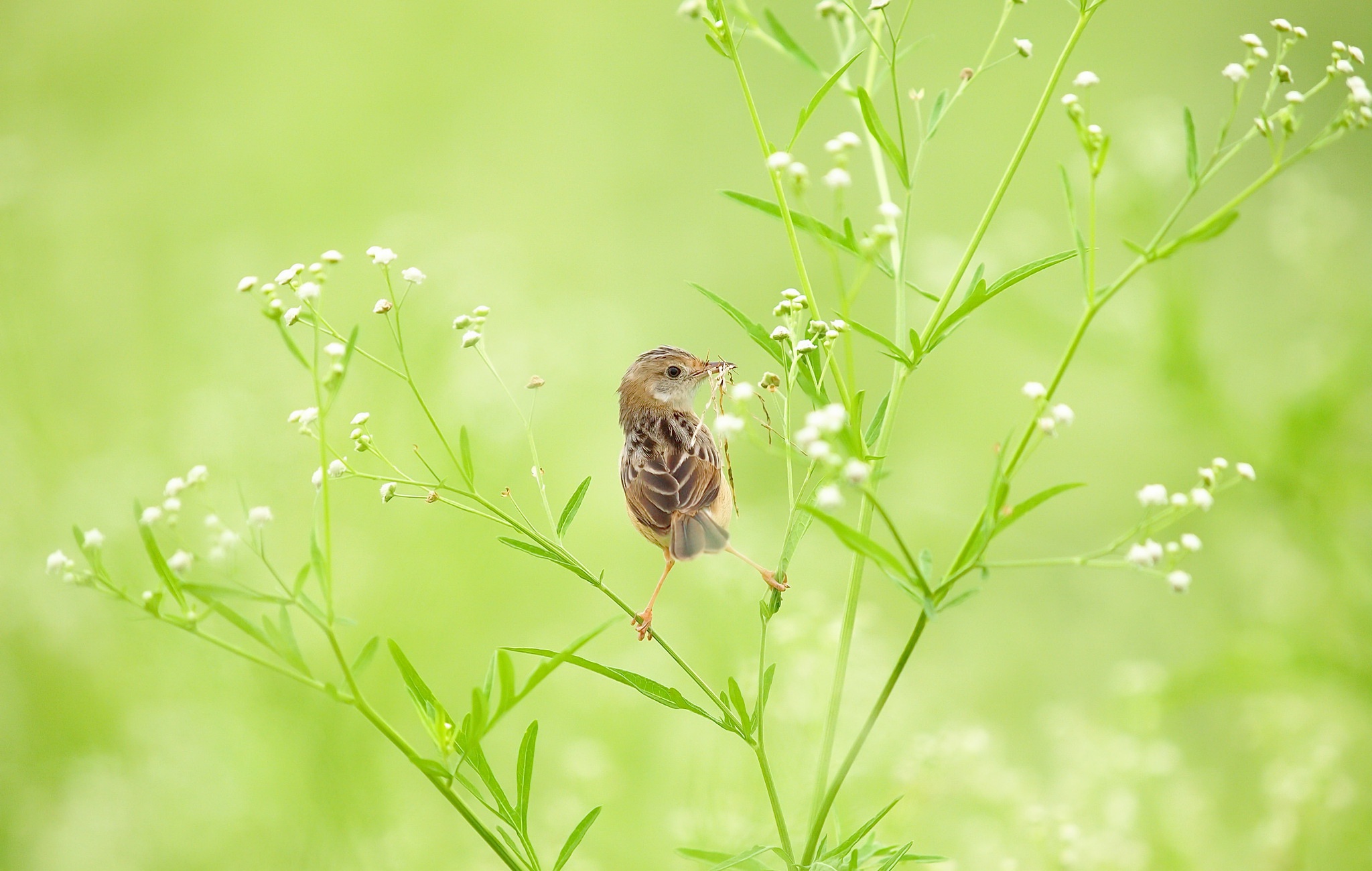 Laden Sie das Tiere, Vögel, Blume, Vogel-Bild kostenlos auf Ihren PC-Desktop herunter
