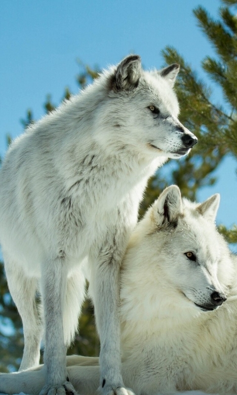 Handy-Wallpaper Tiere, Wolf, Weißer Wolf, Wolves kostenlos herunterladen.