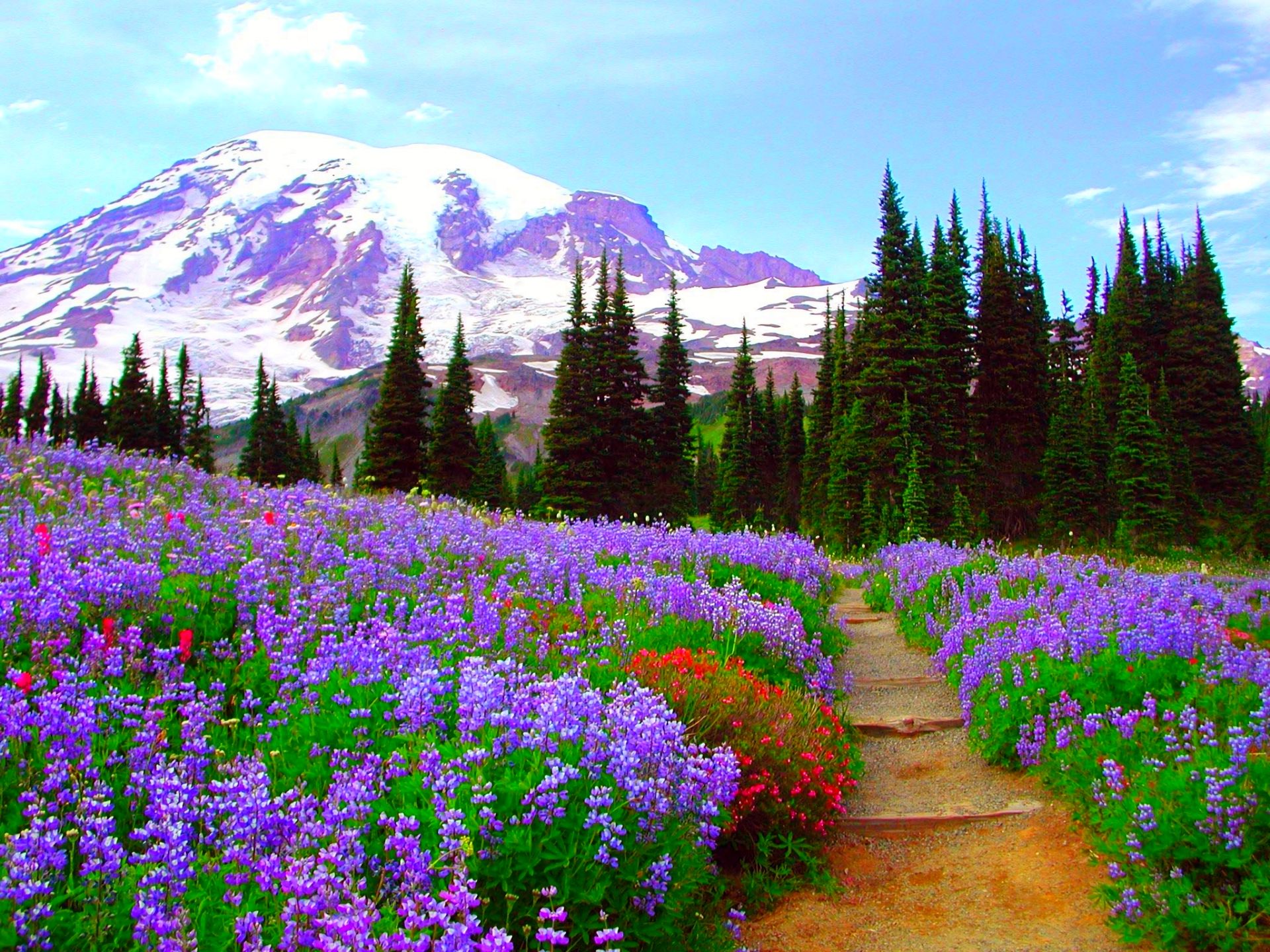 Скачать обои бесплатно Гора, Цветок, Дерево, Поле, Фиолетовый Цветок, Земля/природа, Флауэрсы картинка на рабочий стол ПК