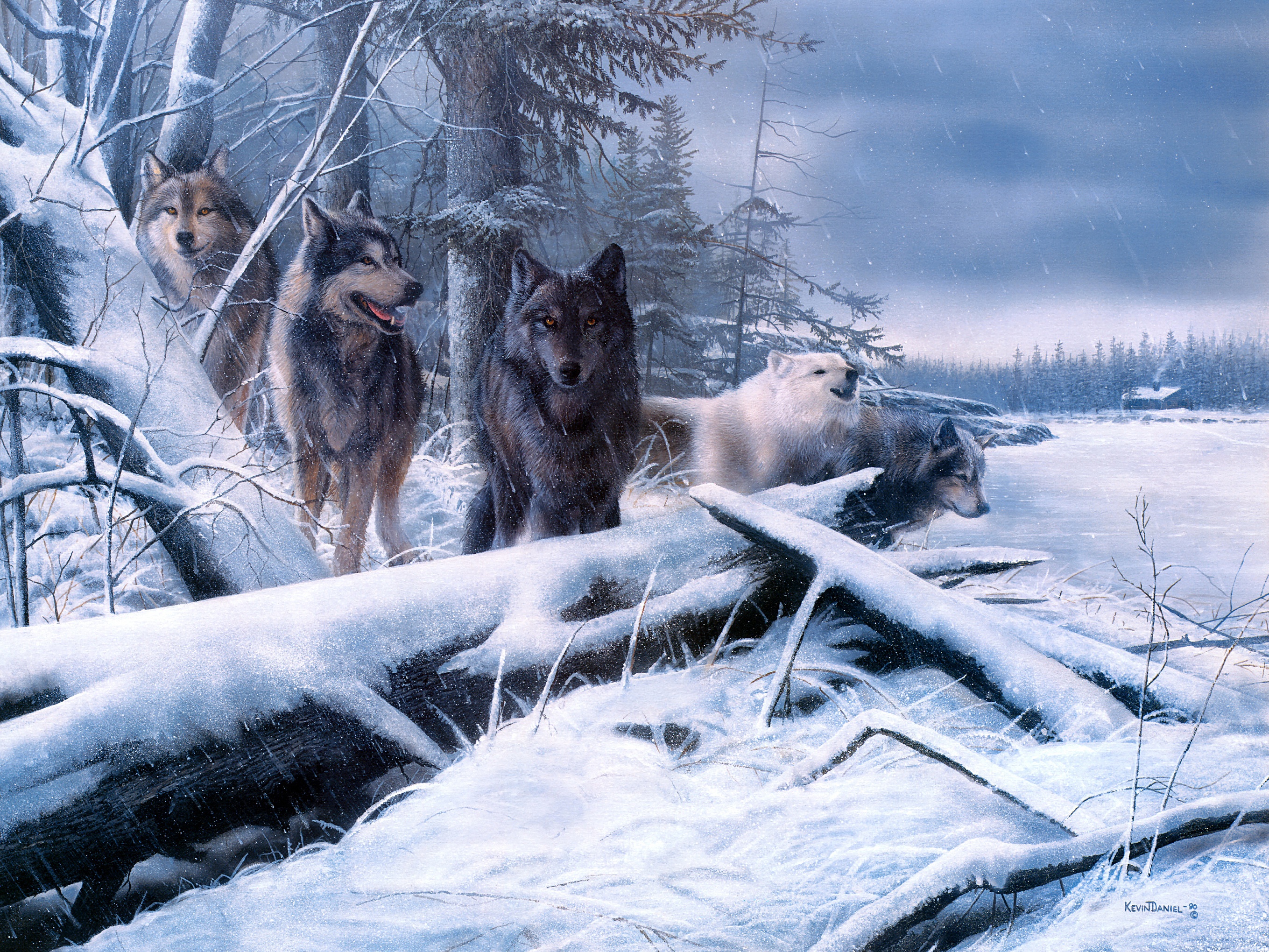 Baixe gratuitamente a imagem Animais, Lobos, Inverno, Neve, Lobo na área de trabalho do seu PC