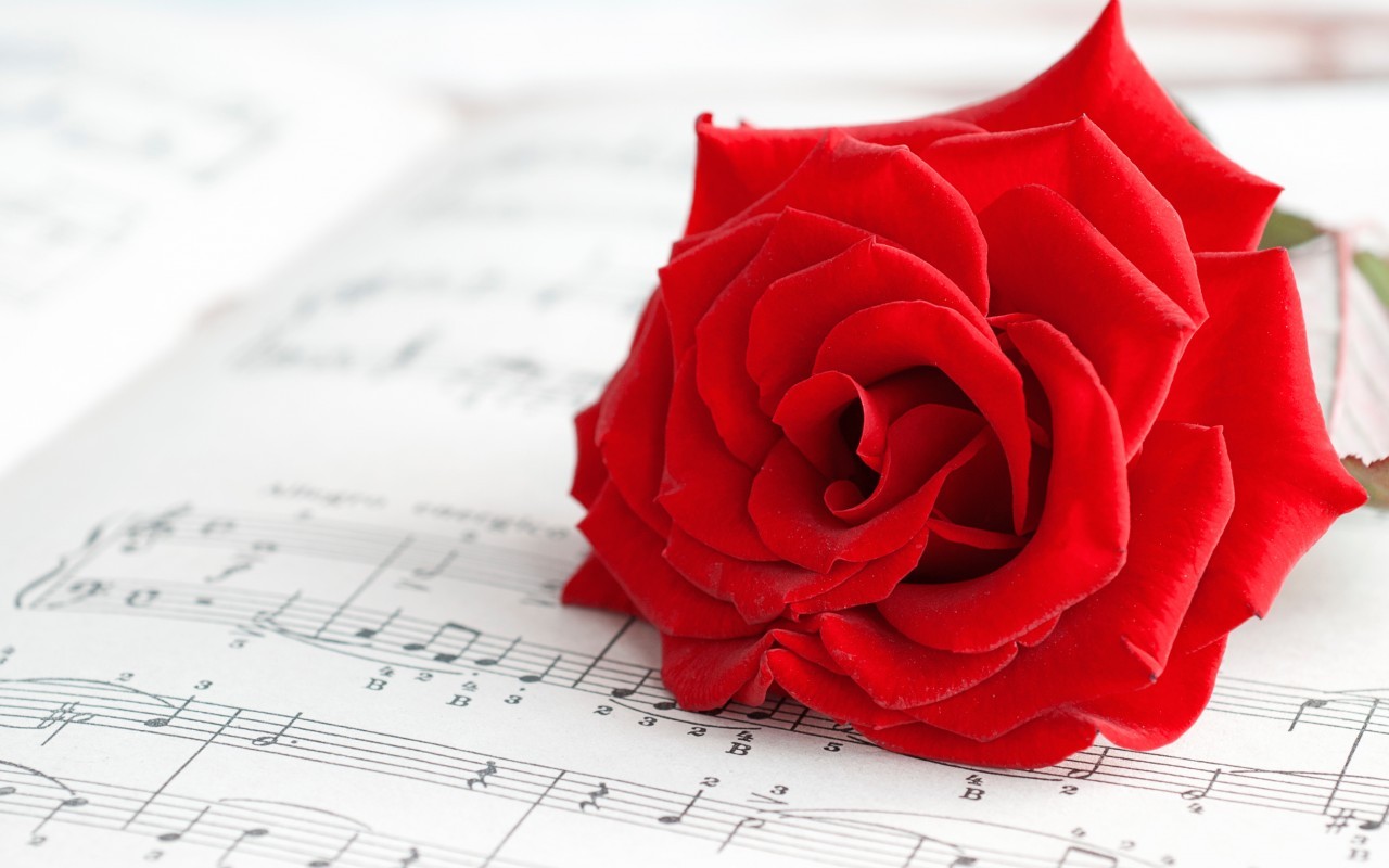 Download mobile wallpaper Plants, Flowers, Roses, Music for free.