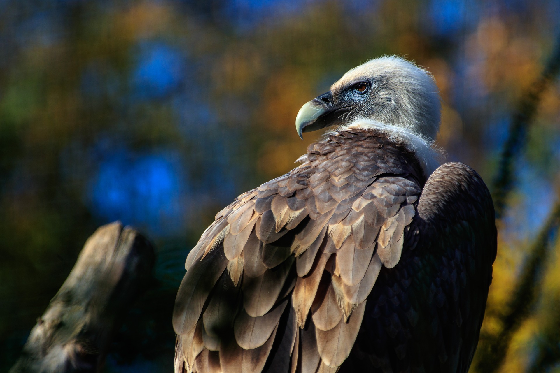 Download mobile wallpaper Birds, Bird, Vulture, Animal, Bird Of Prey for free.