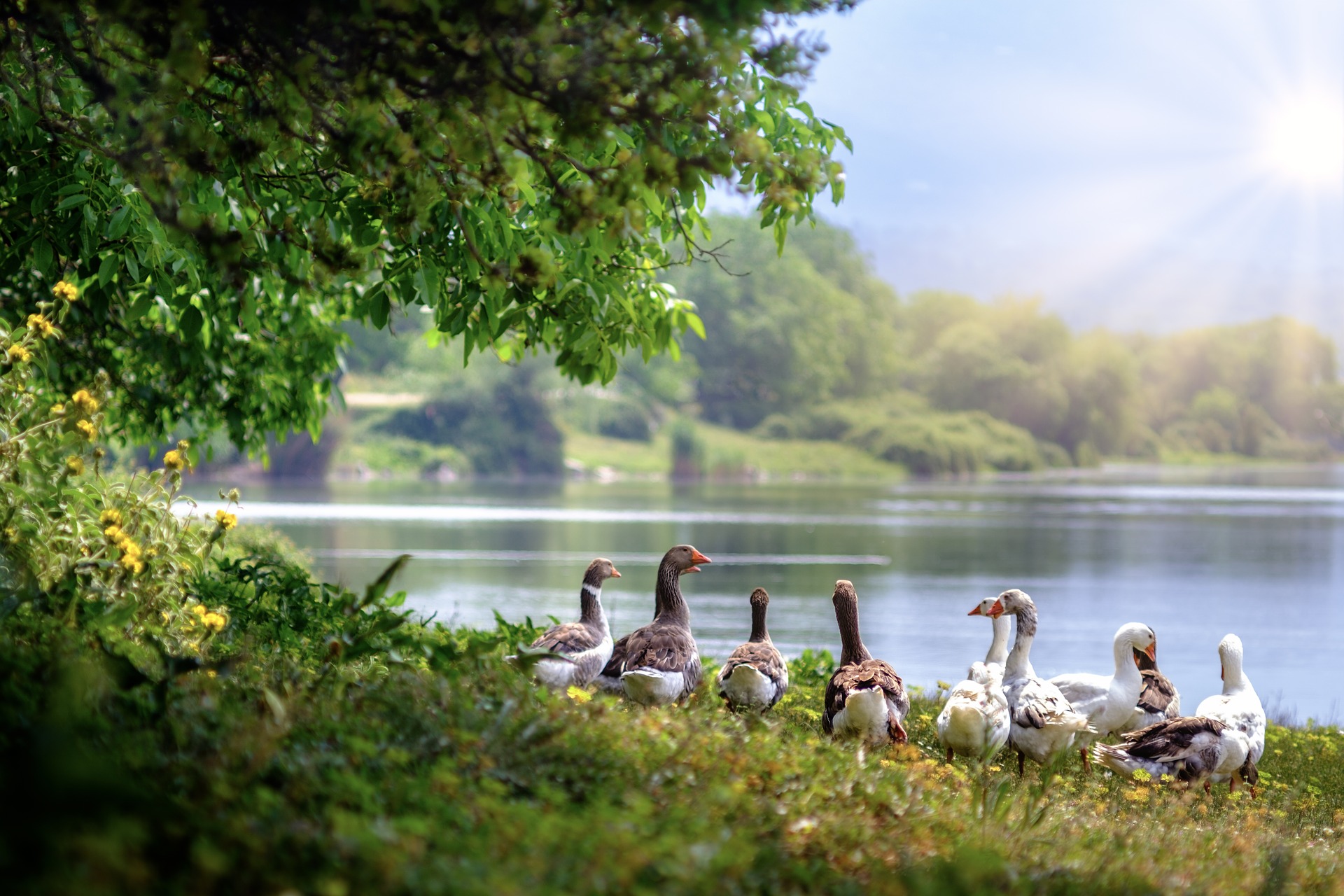 Free download wallpaper Birds, Lake, Bird, Animal, Goose on your PC desktop