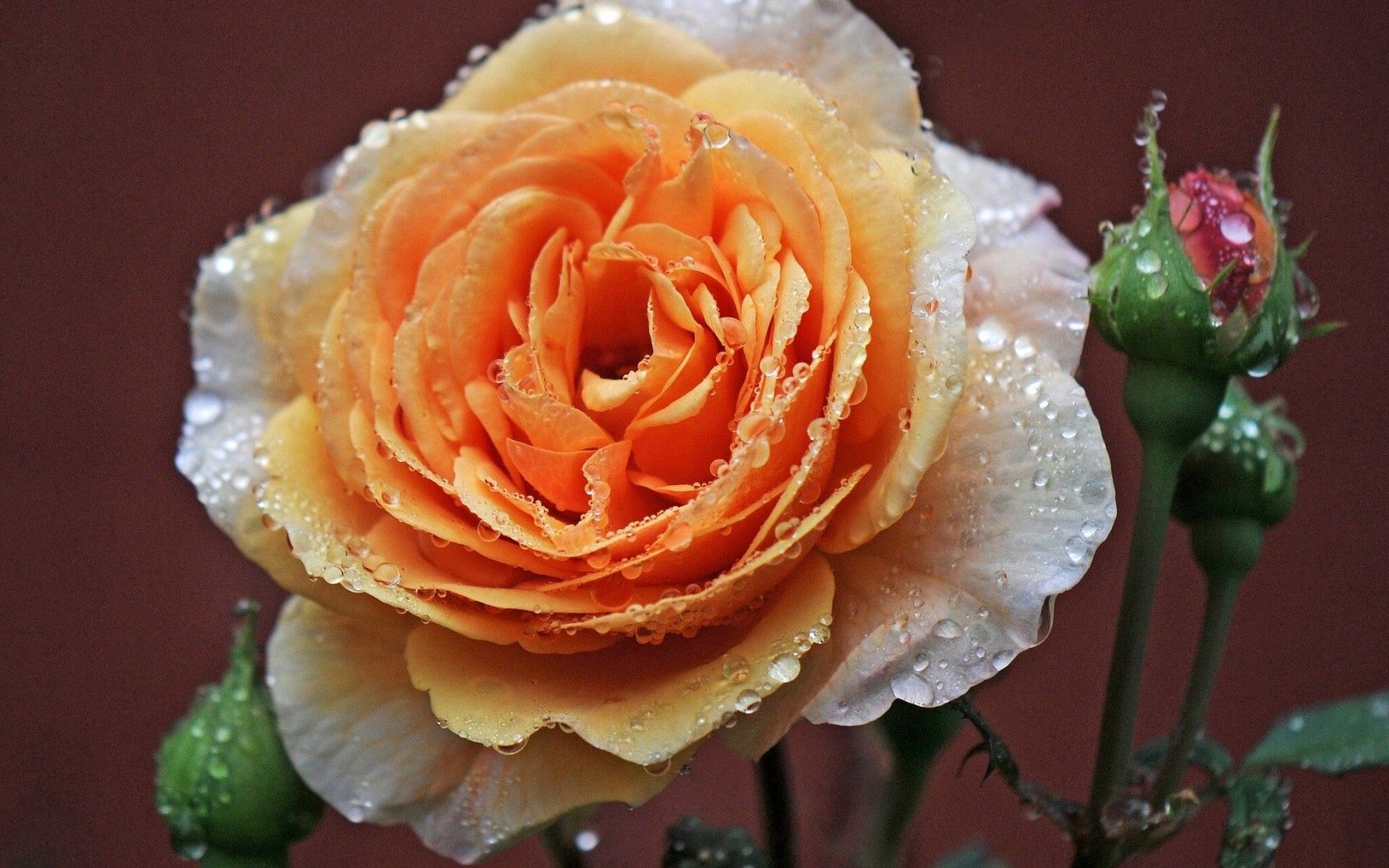 Téléchargez des papiers peints mobile Macro, Bourgeons, Rosée, Drops, Rose, Une Rose gratuitement.