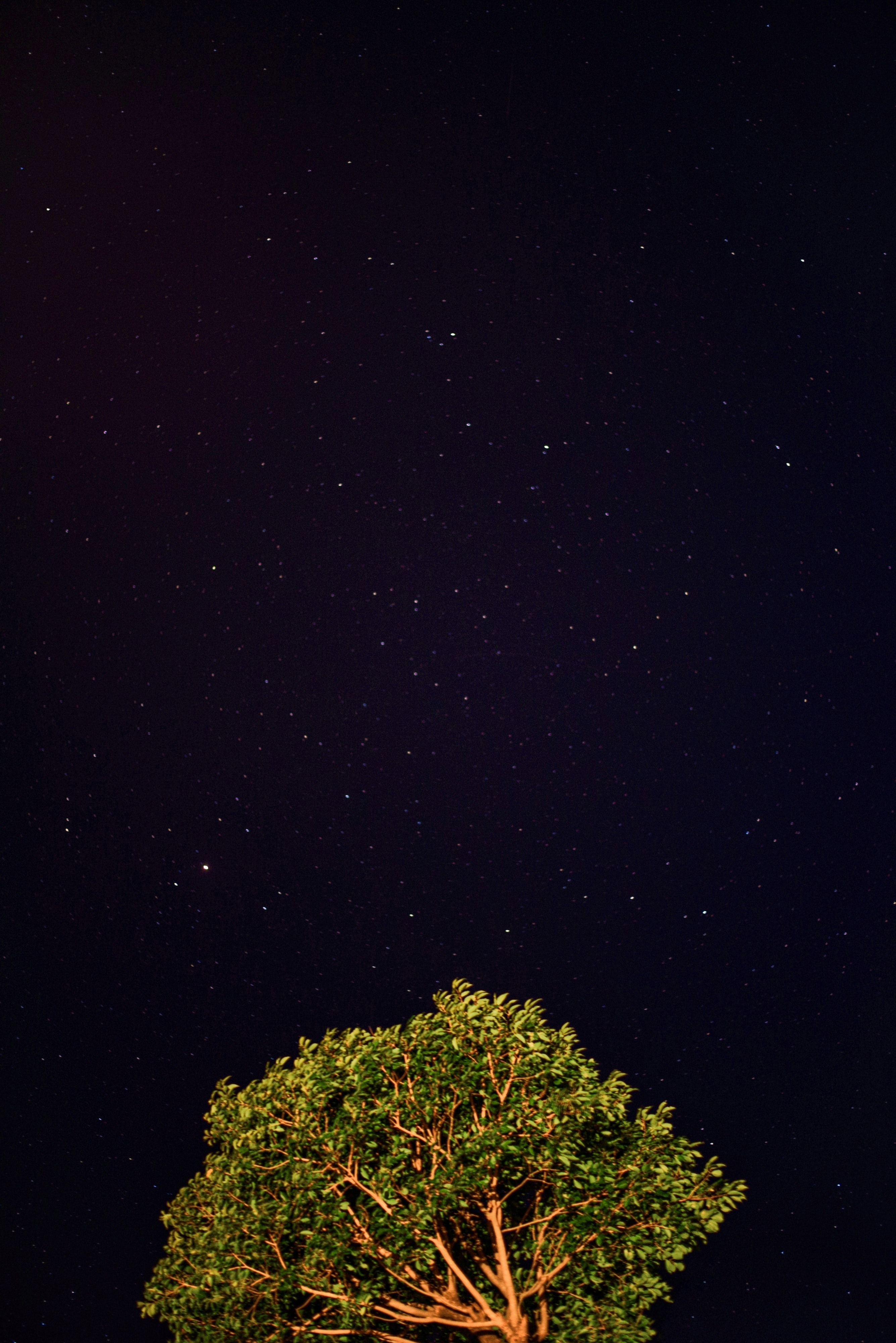 Download mobile wallpaper Wood, Tree, Stars, Starry Sky, Night, Dark for free.