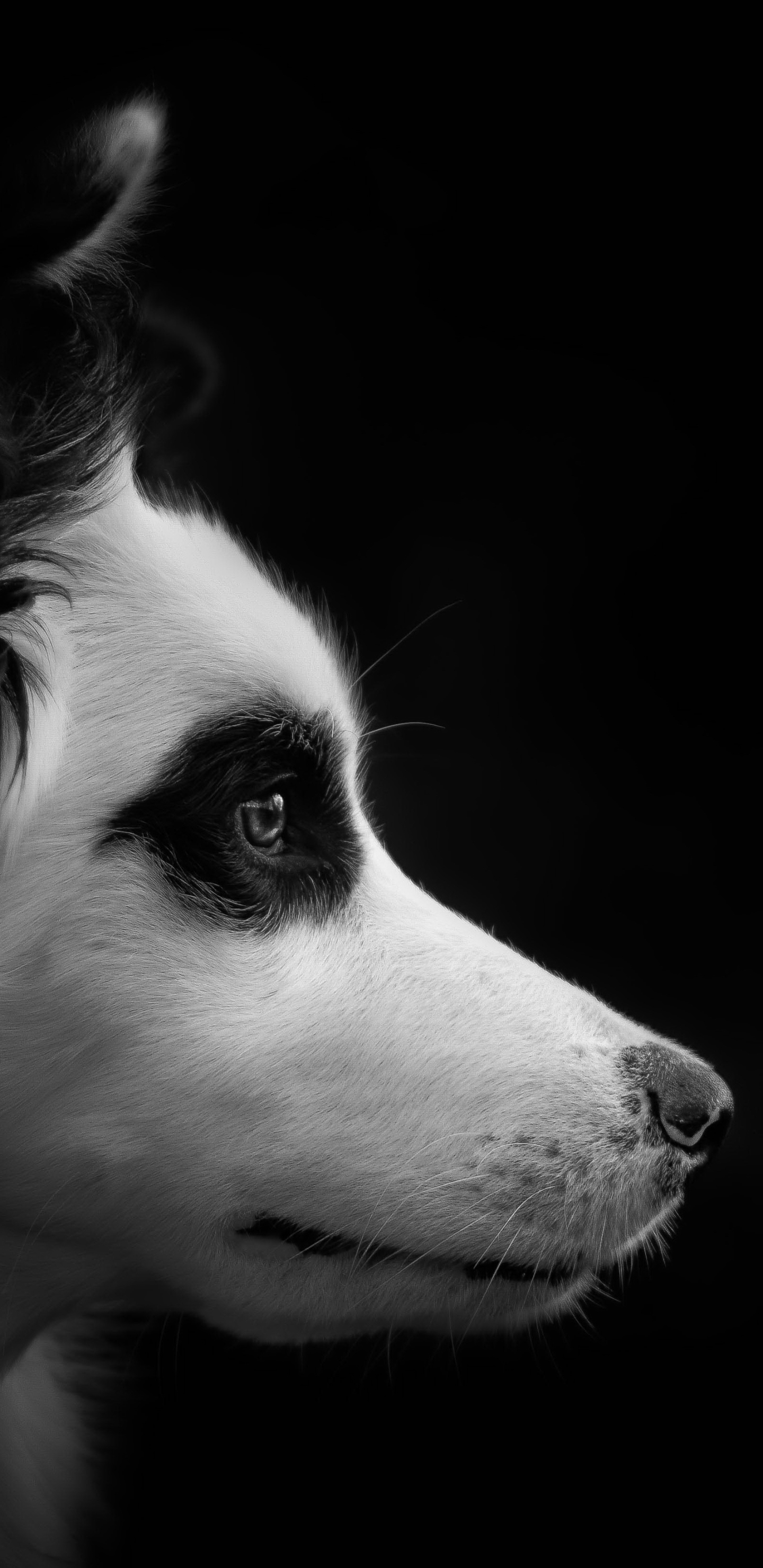 Descarga gratuita de fondo de pantalla para móvil de Animales, Perros, Perro, Blanco Y Negro, Blanco Negro.