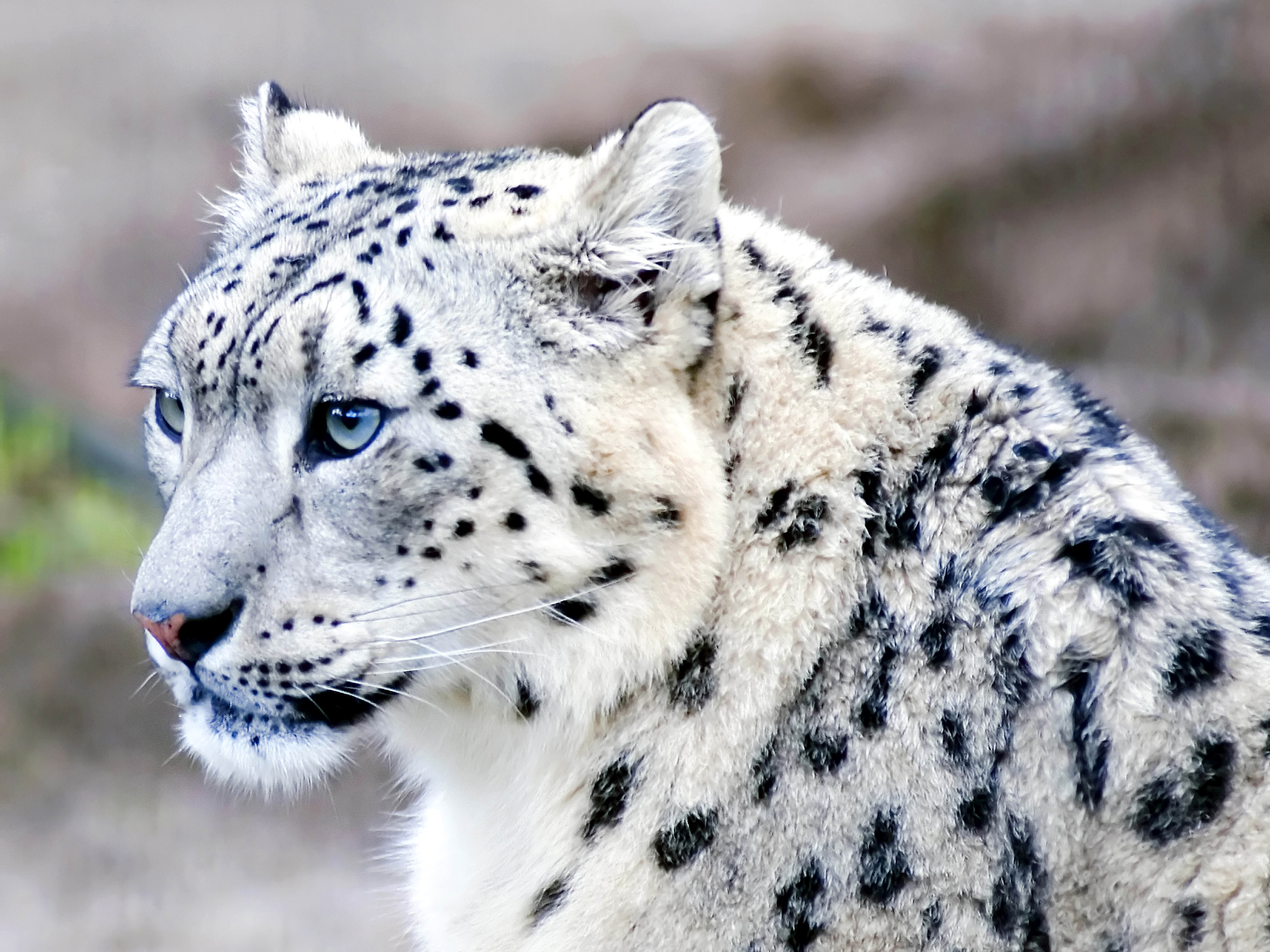 Descarga gratis la imagen Animales, Gatos, De Cerca, Cara, Leopardo De Las Nieves en el escritorio de tu PC