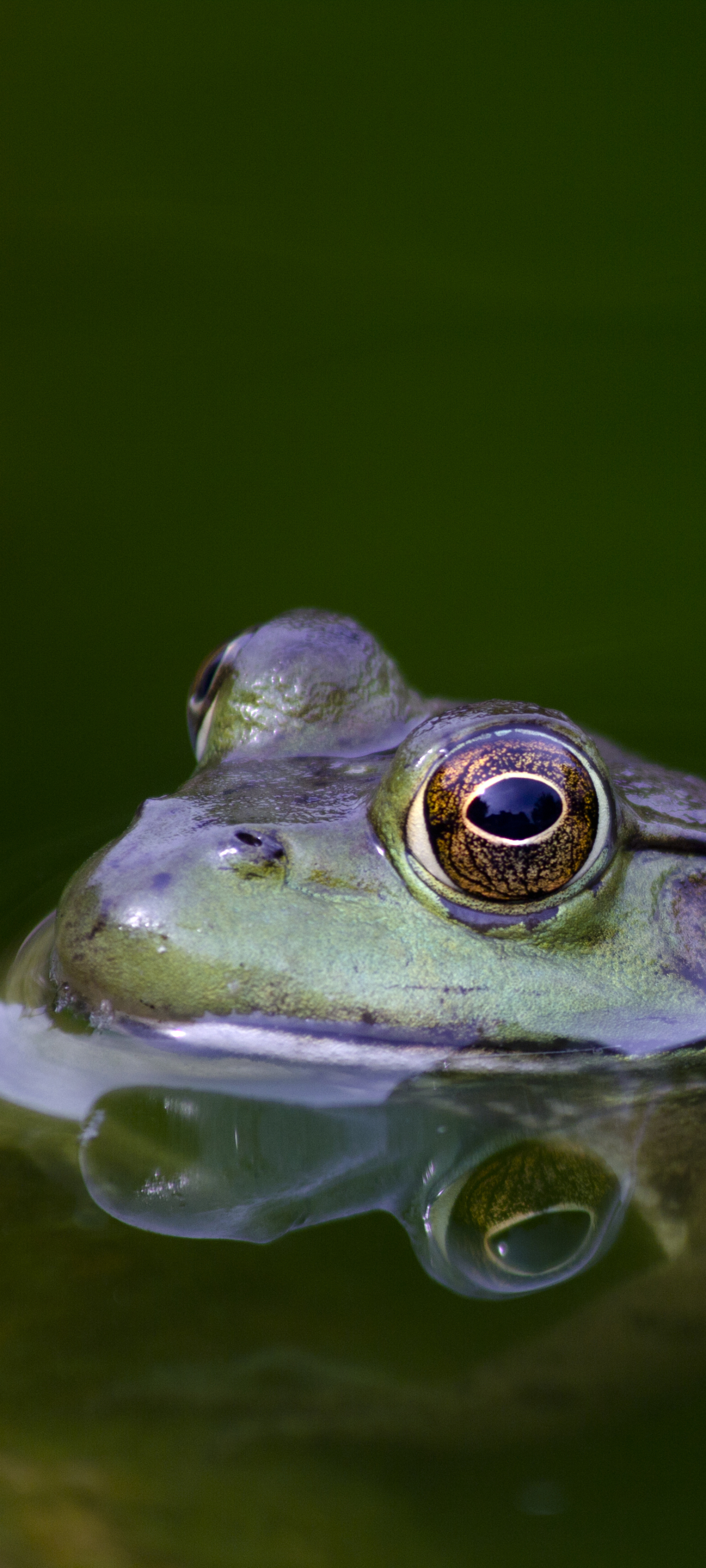 Download mobile wallpaper Water, Animal, Amphibian, Toad for free.