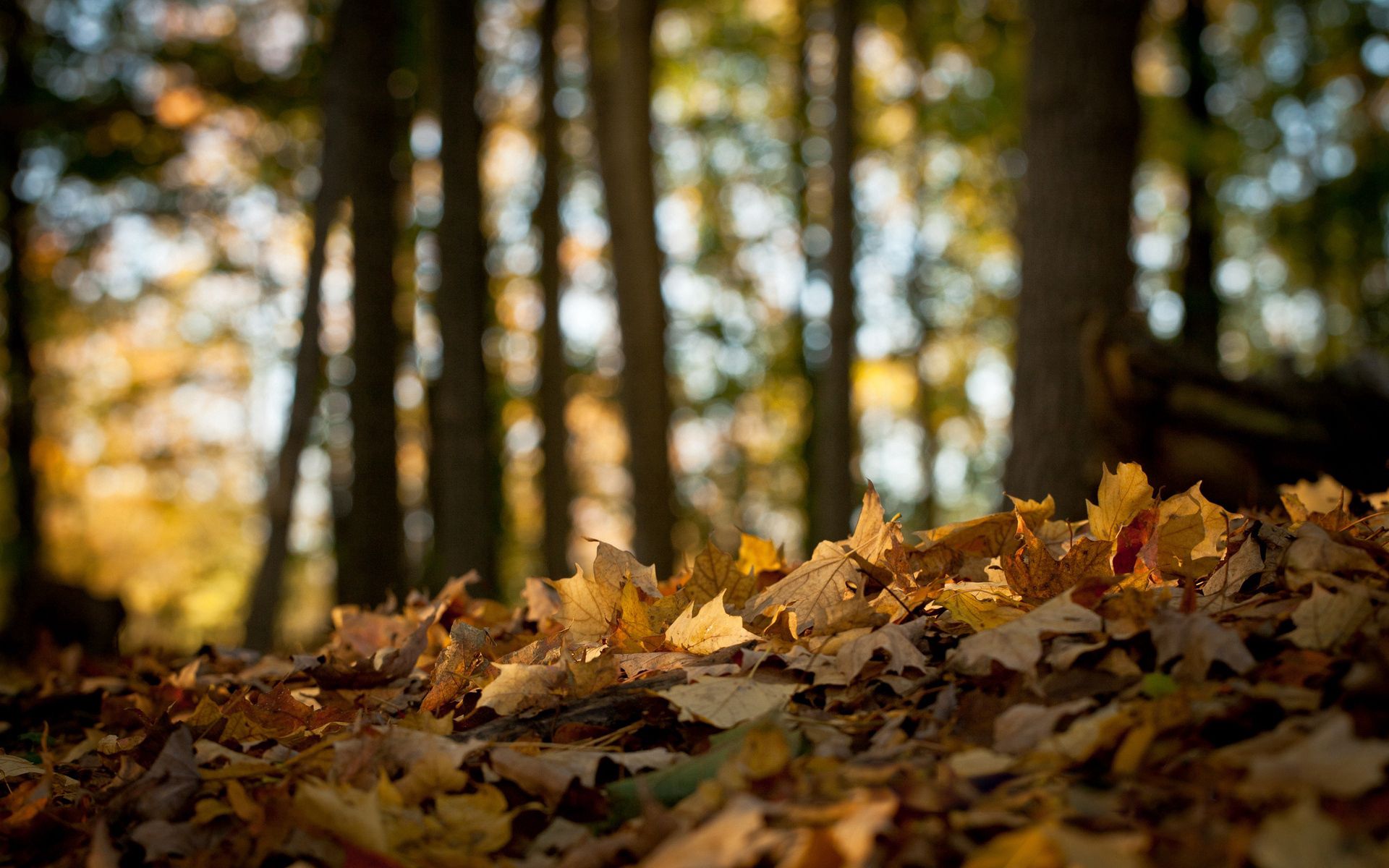 autumn, nature, leaves, forest, land, earth, maple, withering