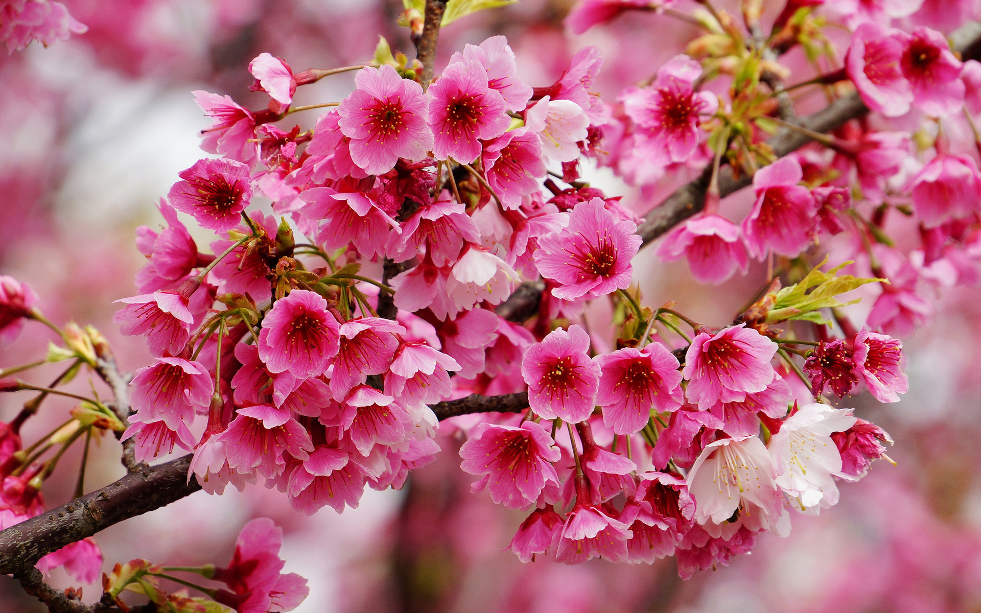 Baixe gratuitamente a imagem Floração, Flores, Terra/natureza na área de trabalho do seu PC