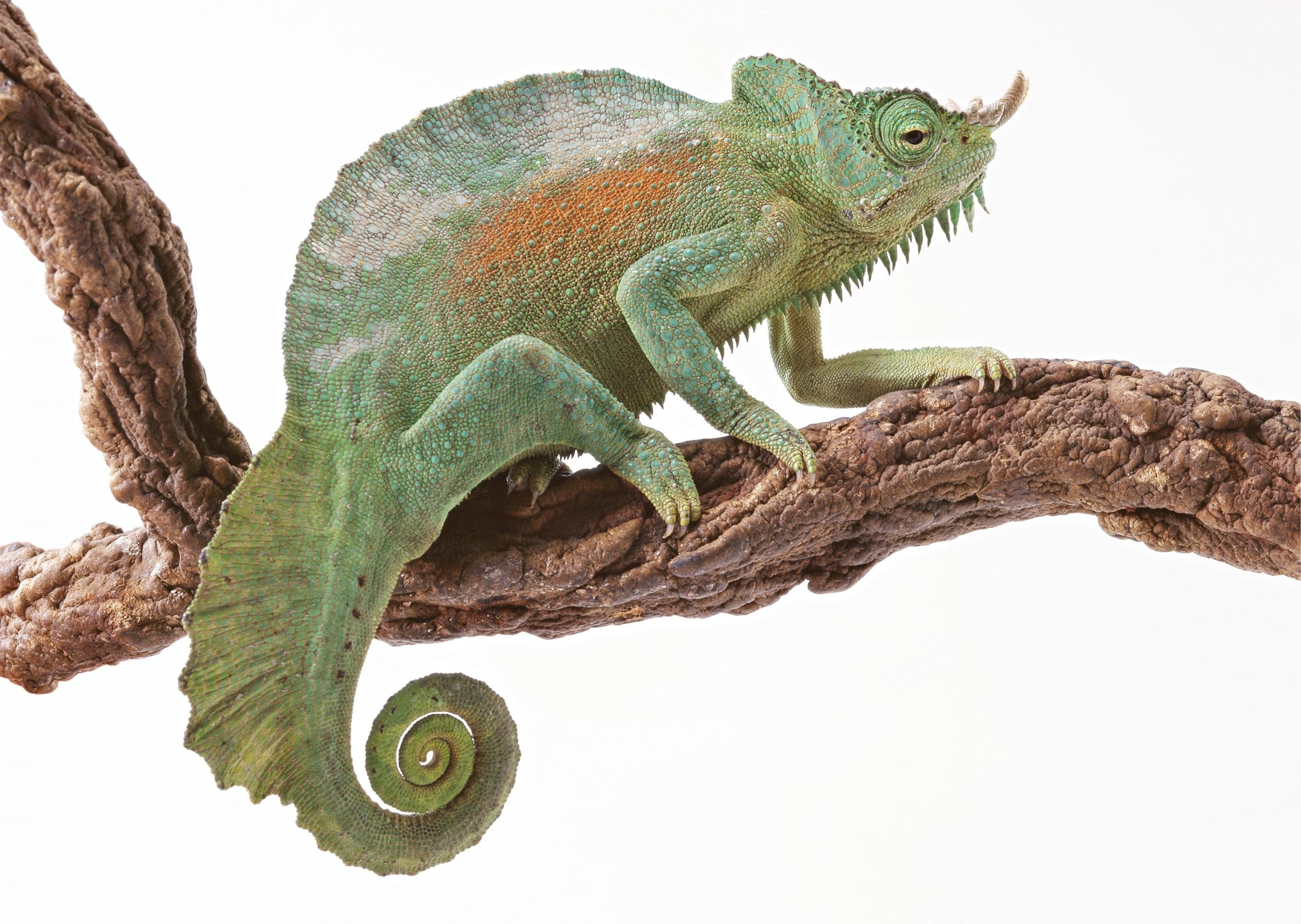 Handy-Wallpaper Reptil, Reptile, Schwanz, Tiere, Farbe, Chamäleon kostenlos herunterladen.