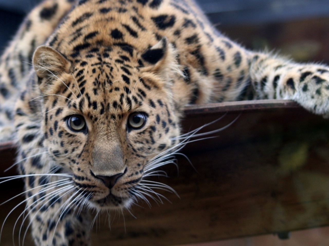 Baixar papel de parede para celular de Leopardo, Animais gratuito.