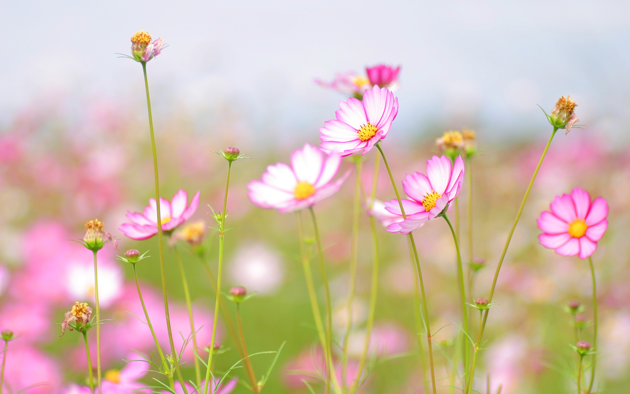 Téléchargez gratuitement l'image Fleurs, Fleur, Terre/nature sur le bureau de votre PC