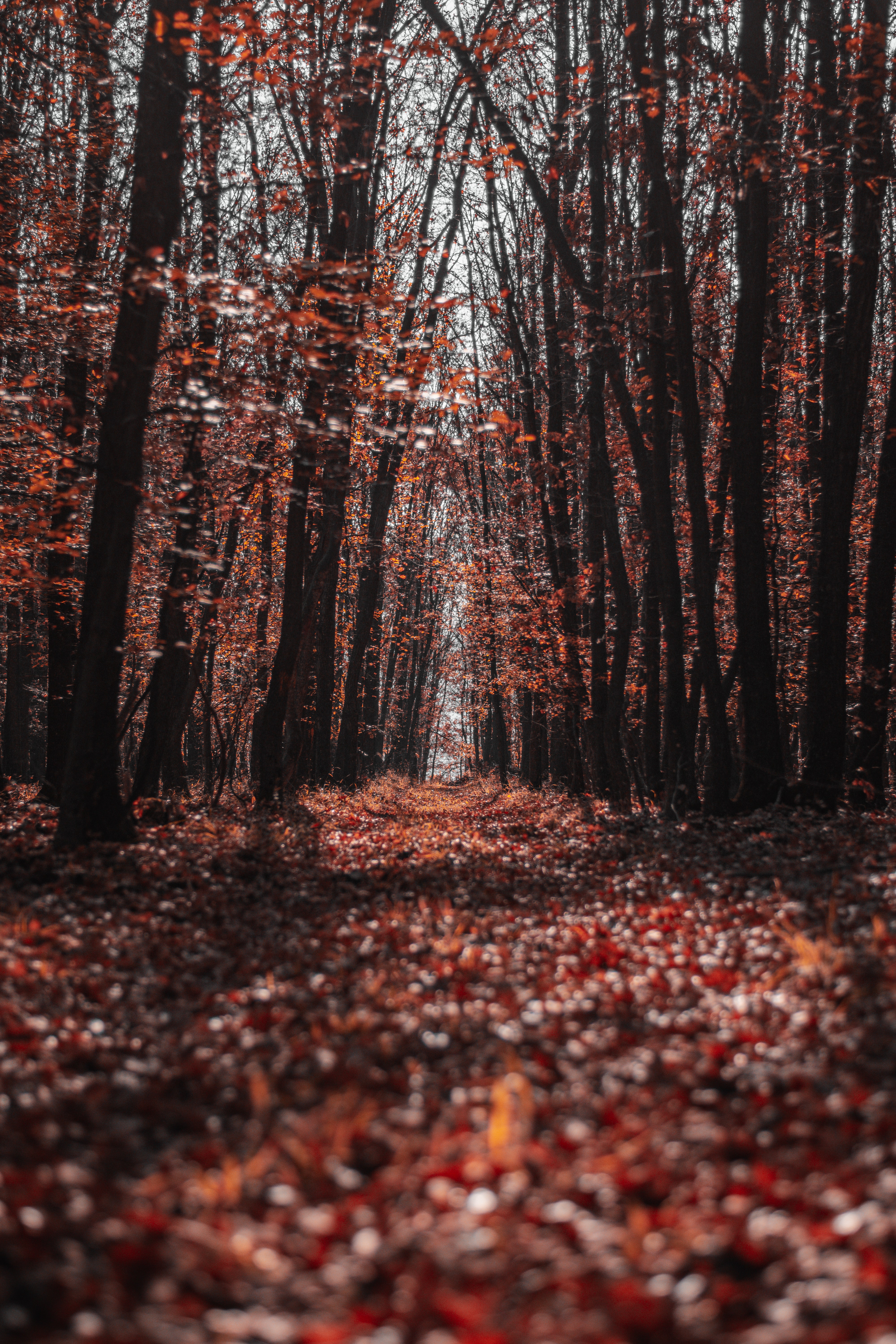 Download mobile wallpaper Trees, Forest, Path, Nature, Autumn for free.