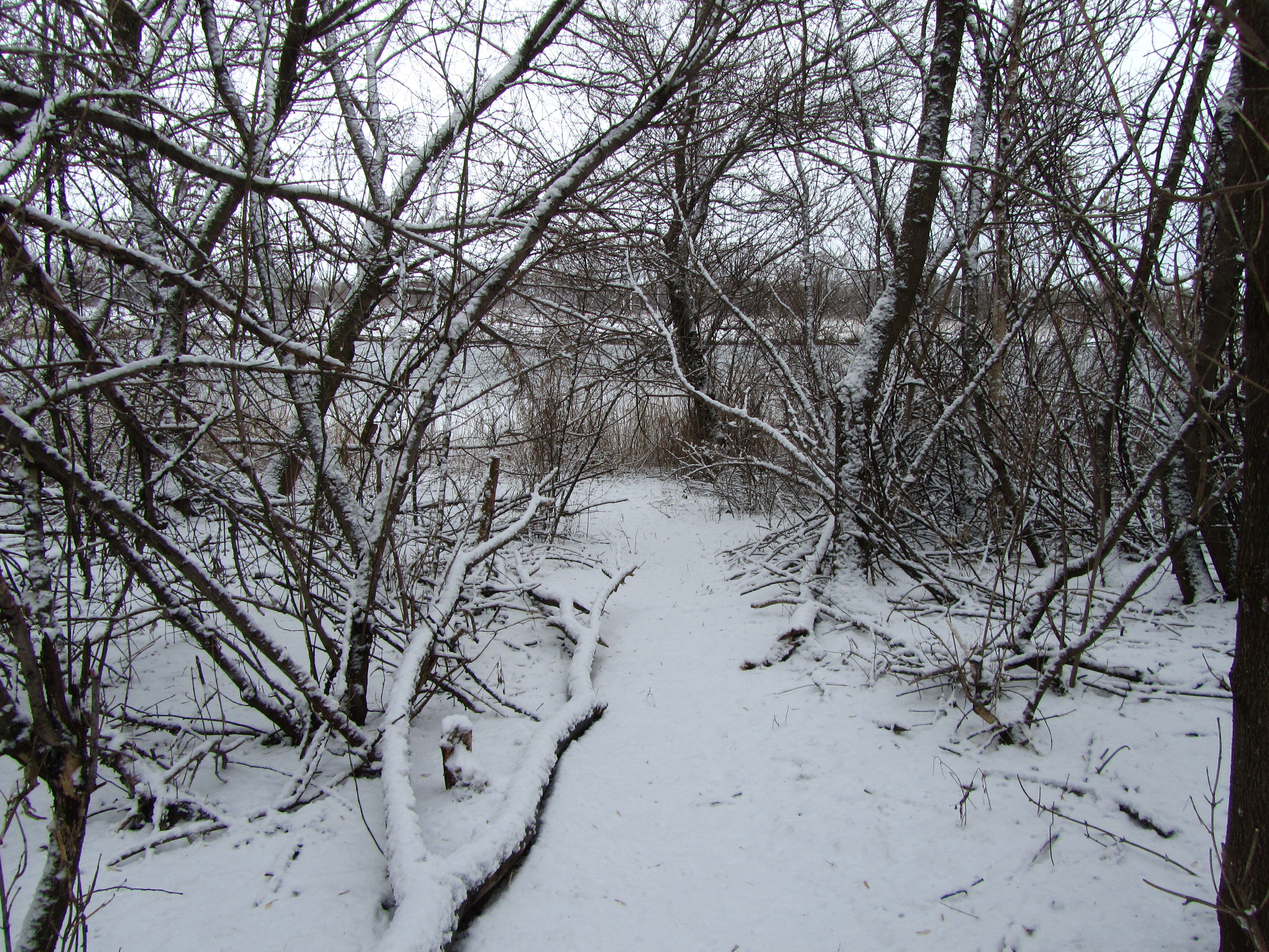 Descarga gratuita de fondo de pantalla para móvil de Invierno, Tierra/naturaleza.