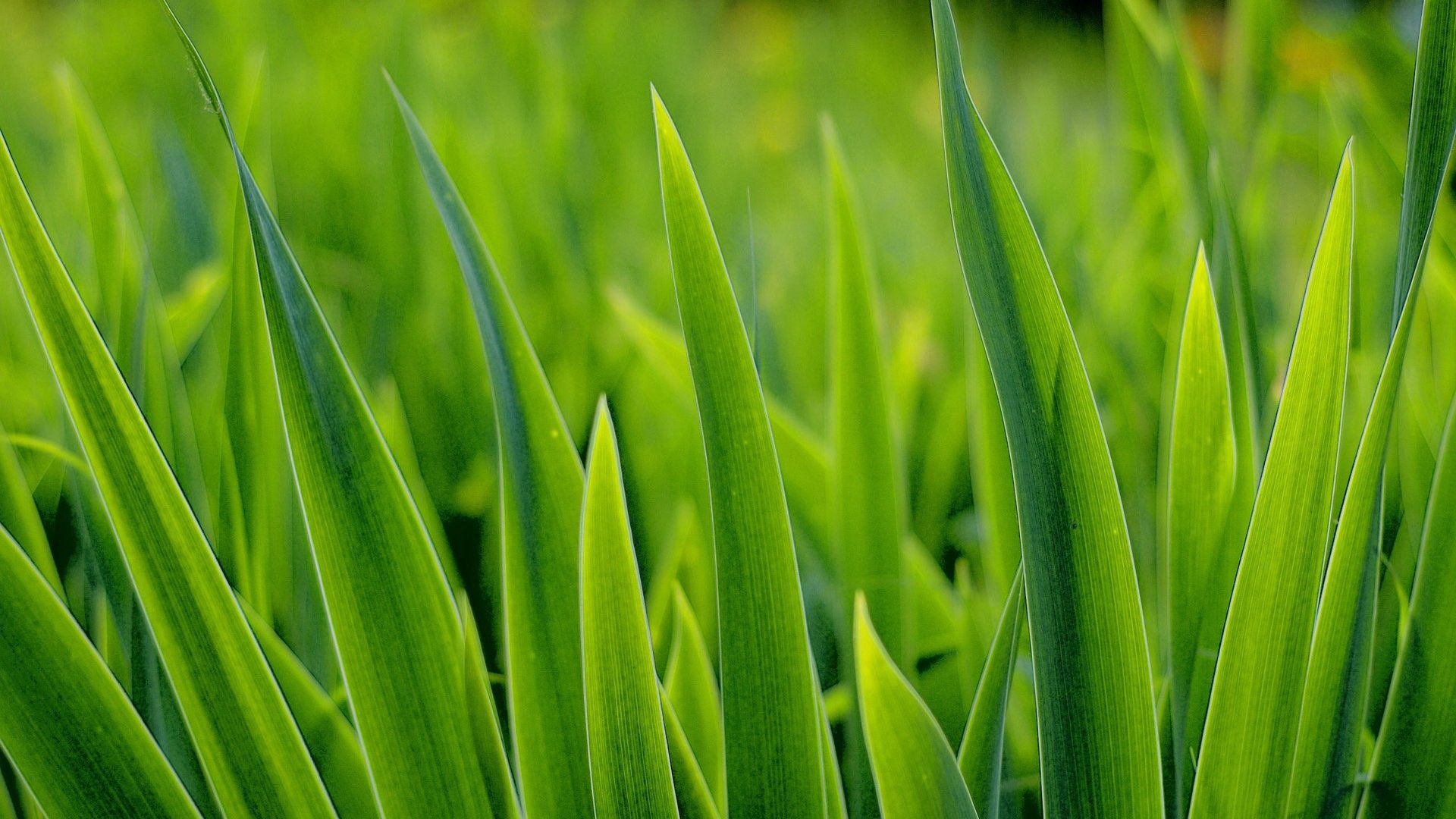 Download mobile wallpaper Grass, Greens, Nature, Plant for free.