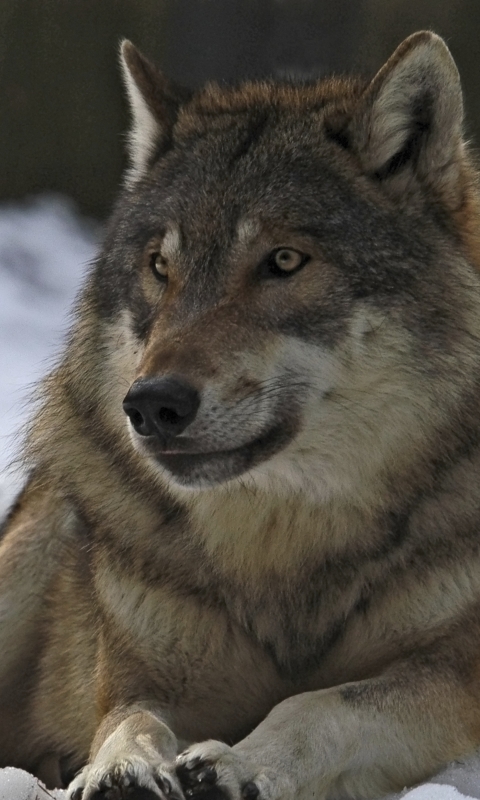 animal, gray wolf, snow, wolf, wolves download HD wallpaper