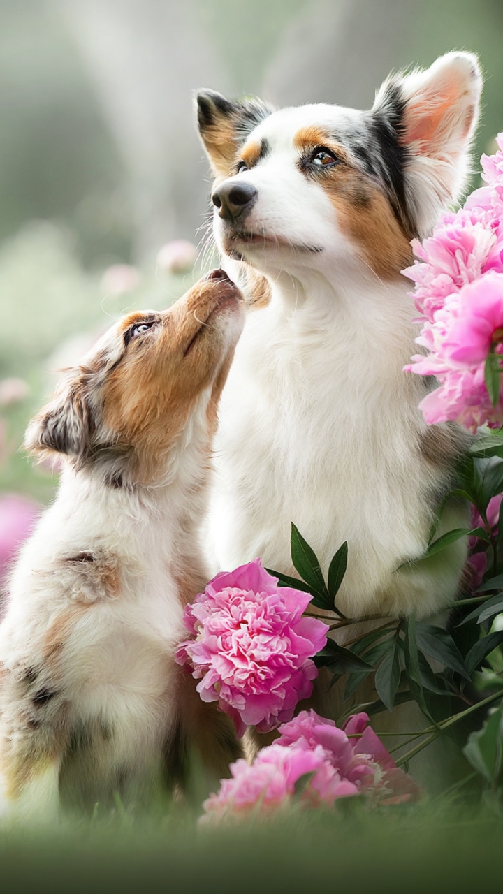 Download mobile wallpaper Dogs, Flower, Dog, Animal, Puppy, Peony, Baby Animal, Pink Flower for free.
