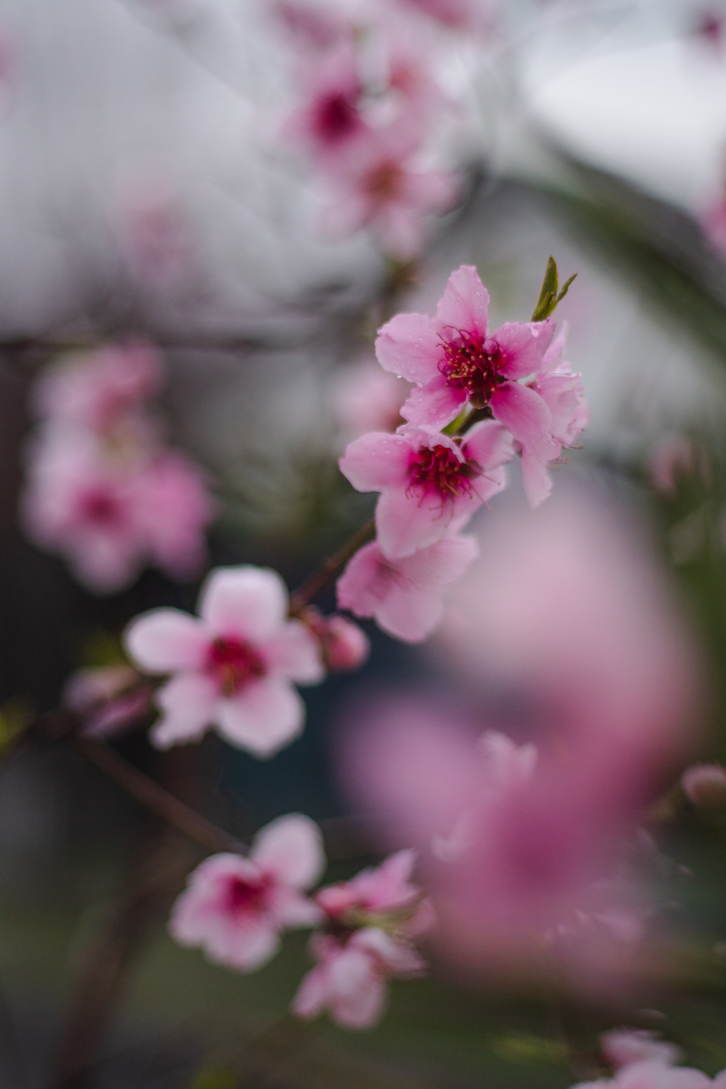 Téléchargez des papiers peints mobile Macro, Branche, Fleurs, Floraison, Sakura gratuitement.